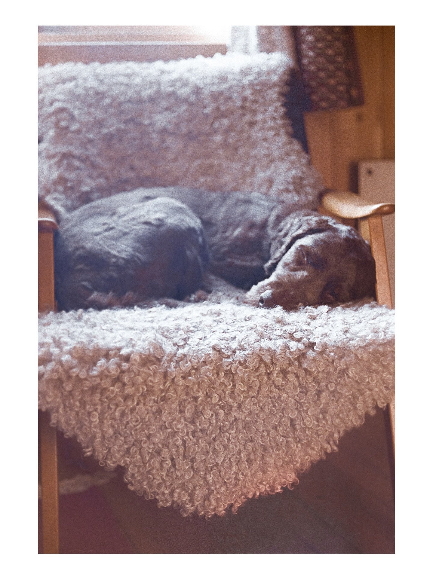 Dogs life.2025
&bull;Nikon f3
&bull;Portra 400
&bull;
&bull;
&bull;
&bull;#analoguephotography #film #35mmfilmphotography #dogsofinstagram #cozy #autumn #nikon #nikonf3 #kodak #portra400 #kodakportra400 #kodakclub #norgefoto #stavangerfoto #hytte&osl