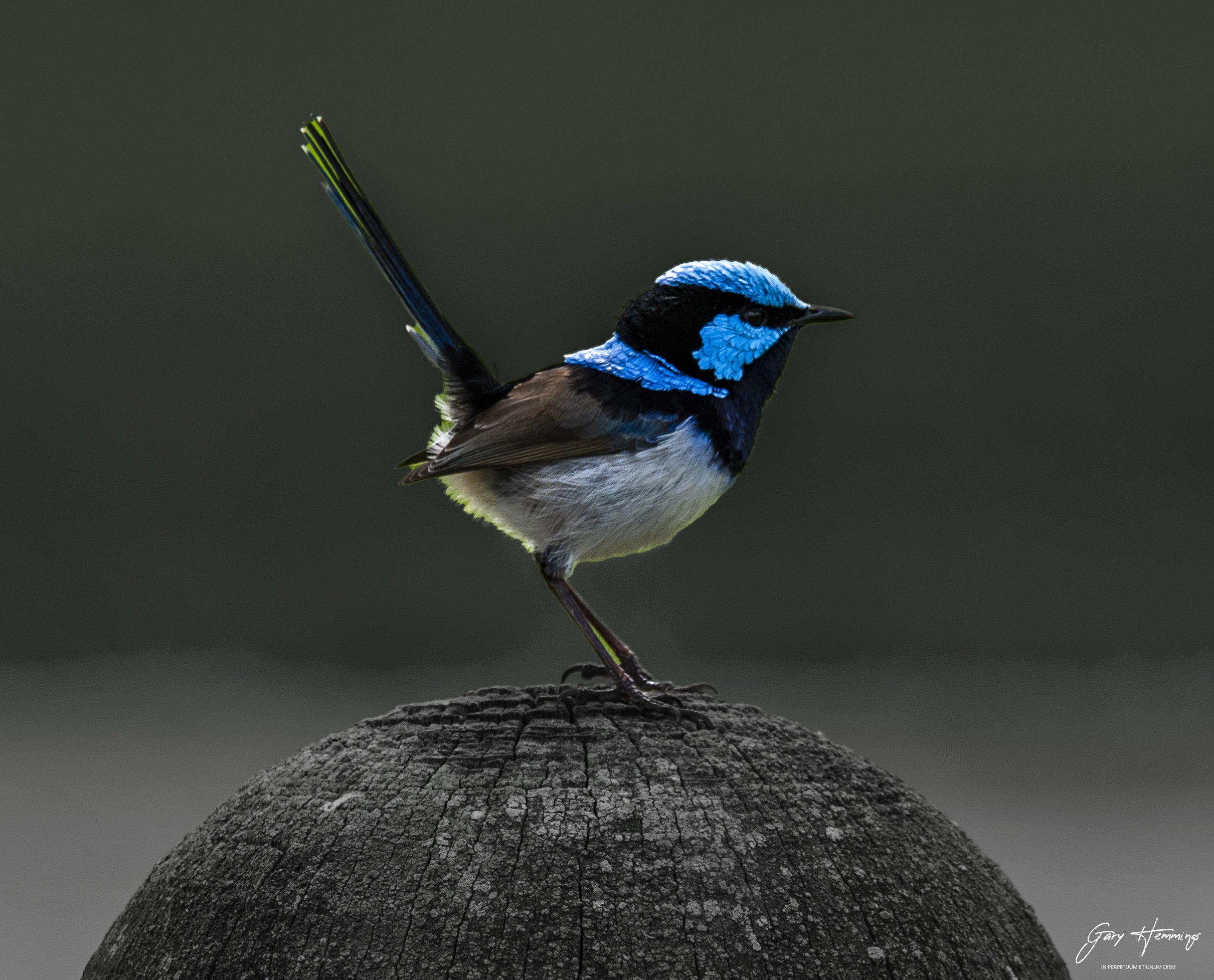Great Fairy Wren copy.jpg