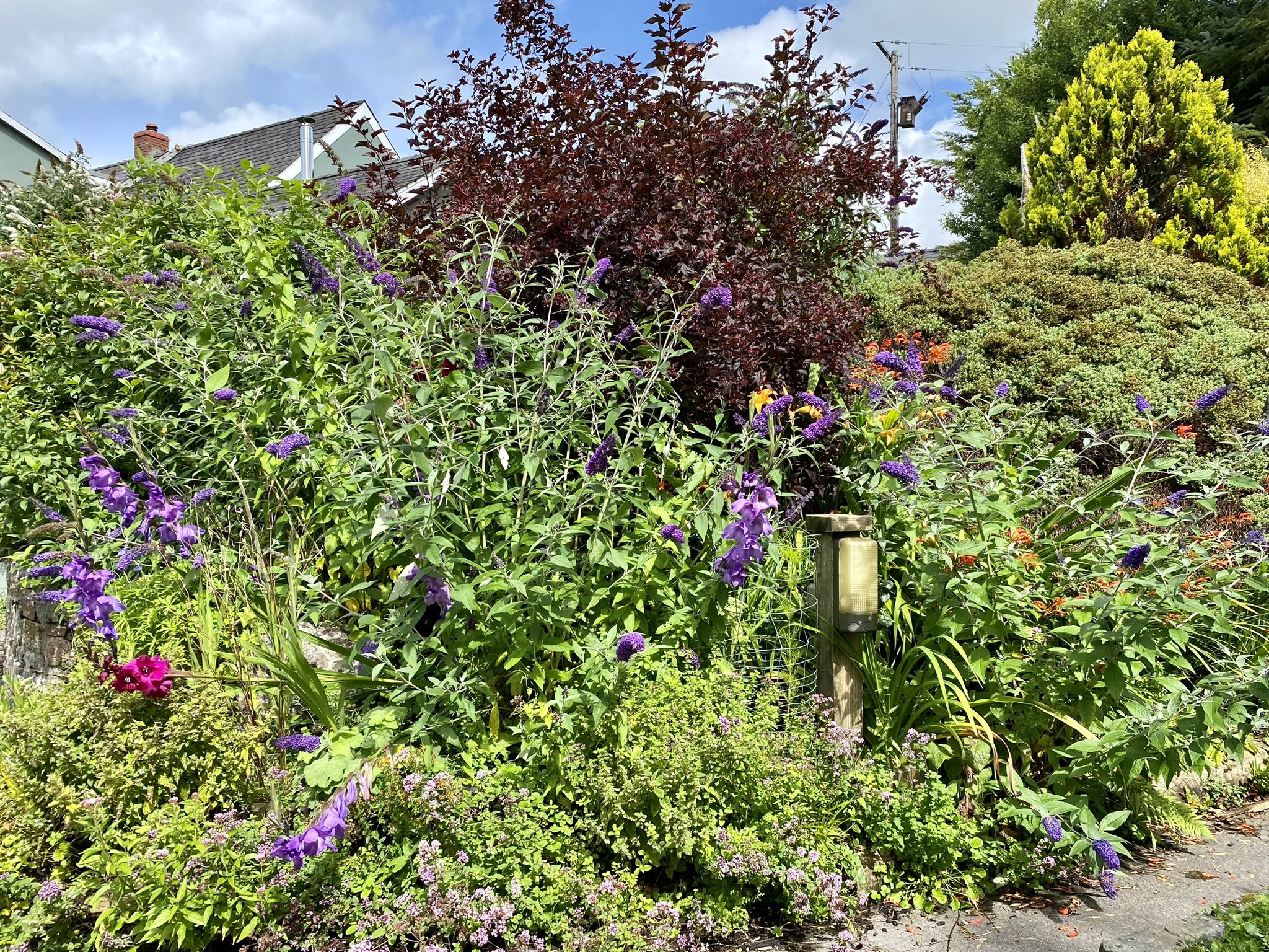 Terrace purple.jpeg