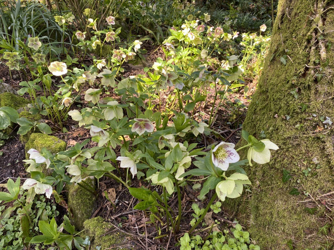Hellebore April23.jpg