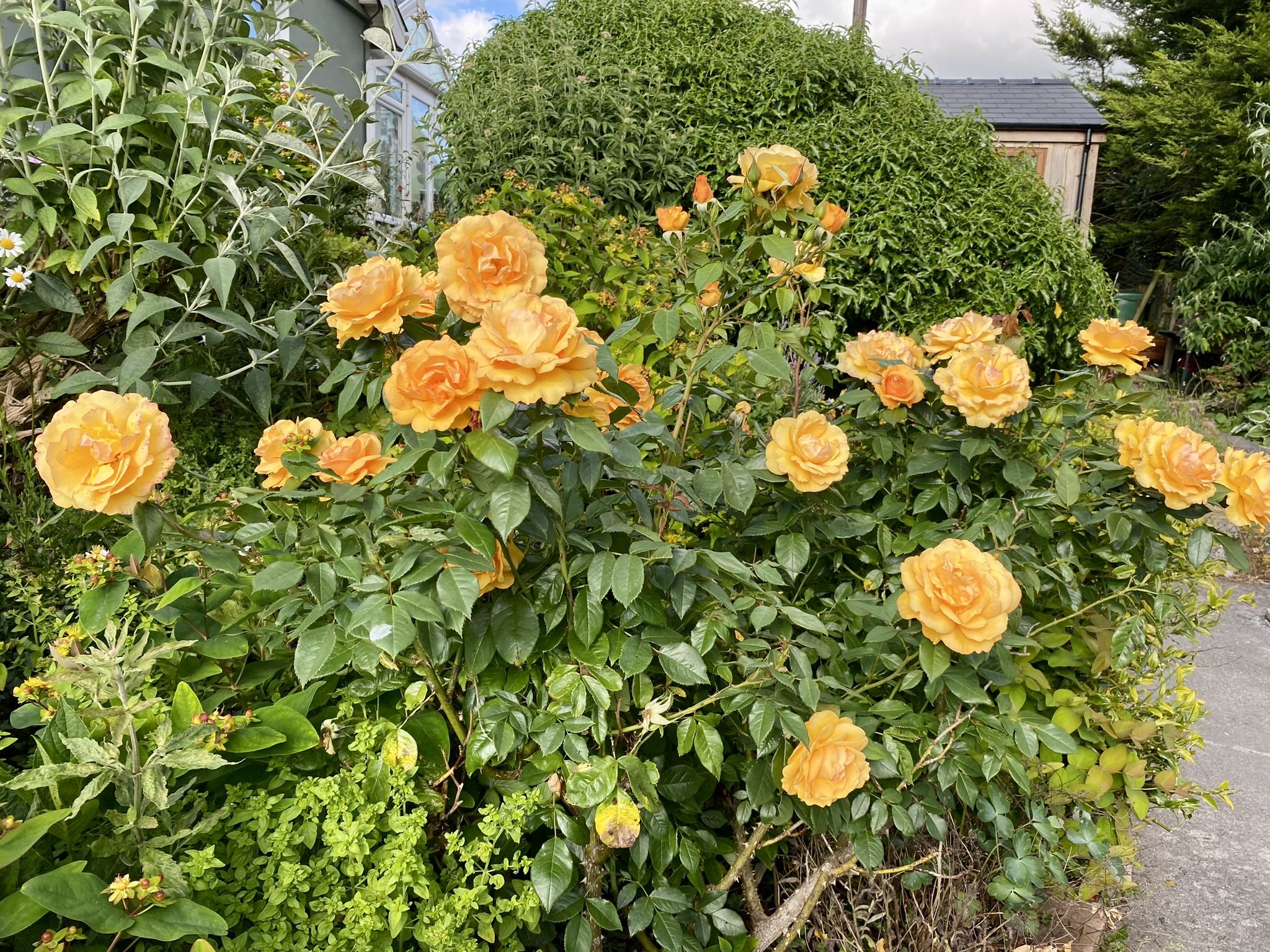 roses.jpeg