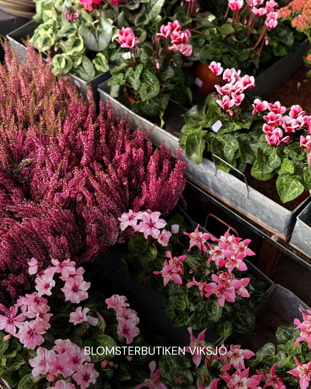 Dags att sätta färg på hösten 🍁
När dagarna blir kortare och kvällarna kallare behöver vi färg mer än någonsin. Hos Blomsterbutiken hittar du allt du behöver för att lysa upp entré