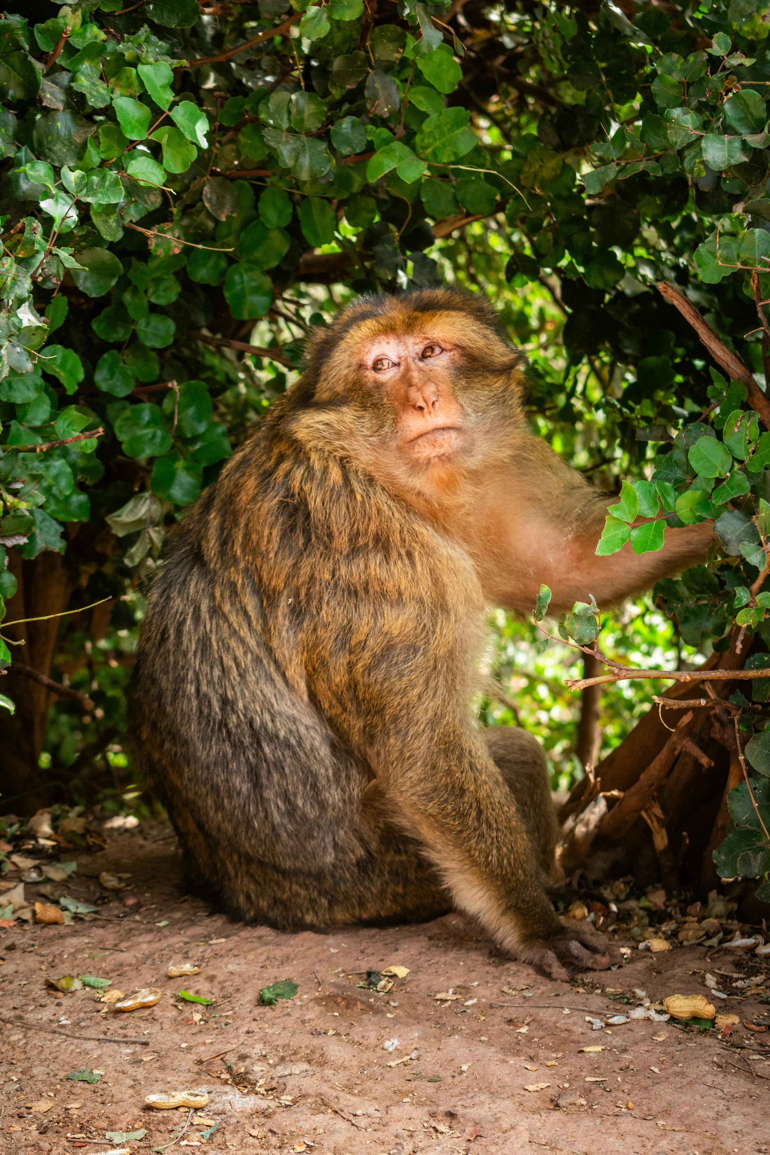 monkeys-ouzoud-morocco.jpg