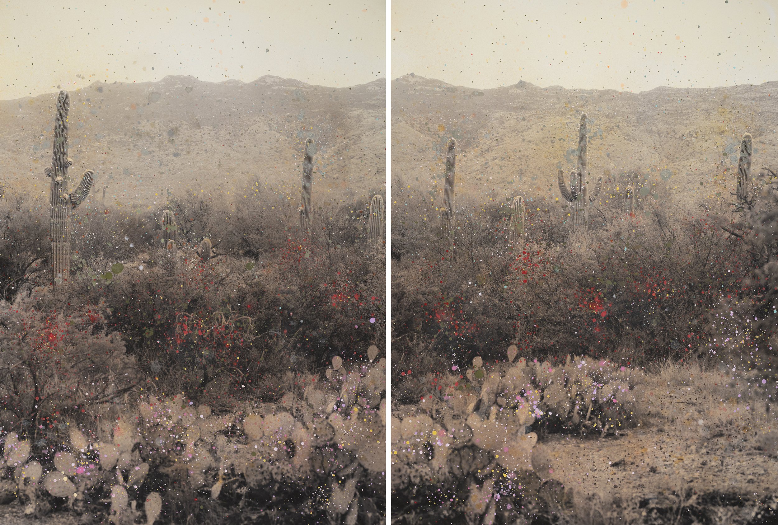 Pink and Hazy Morning Sun Diptych (Saguaro National Park)