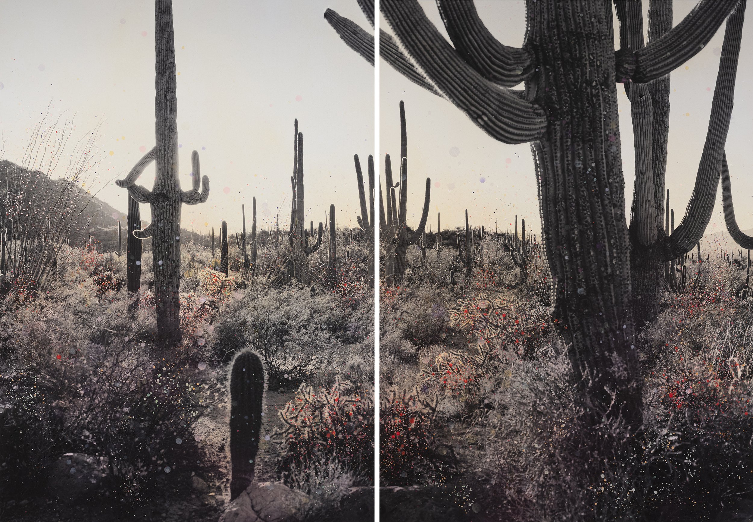 In the Shade of a Saguaro Cactus Diptych