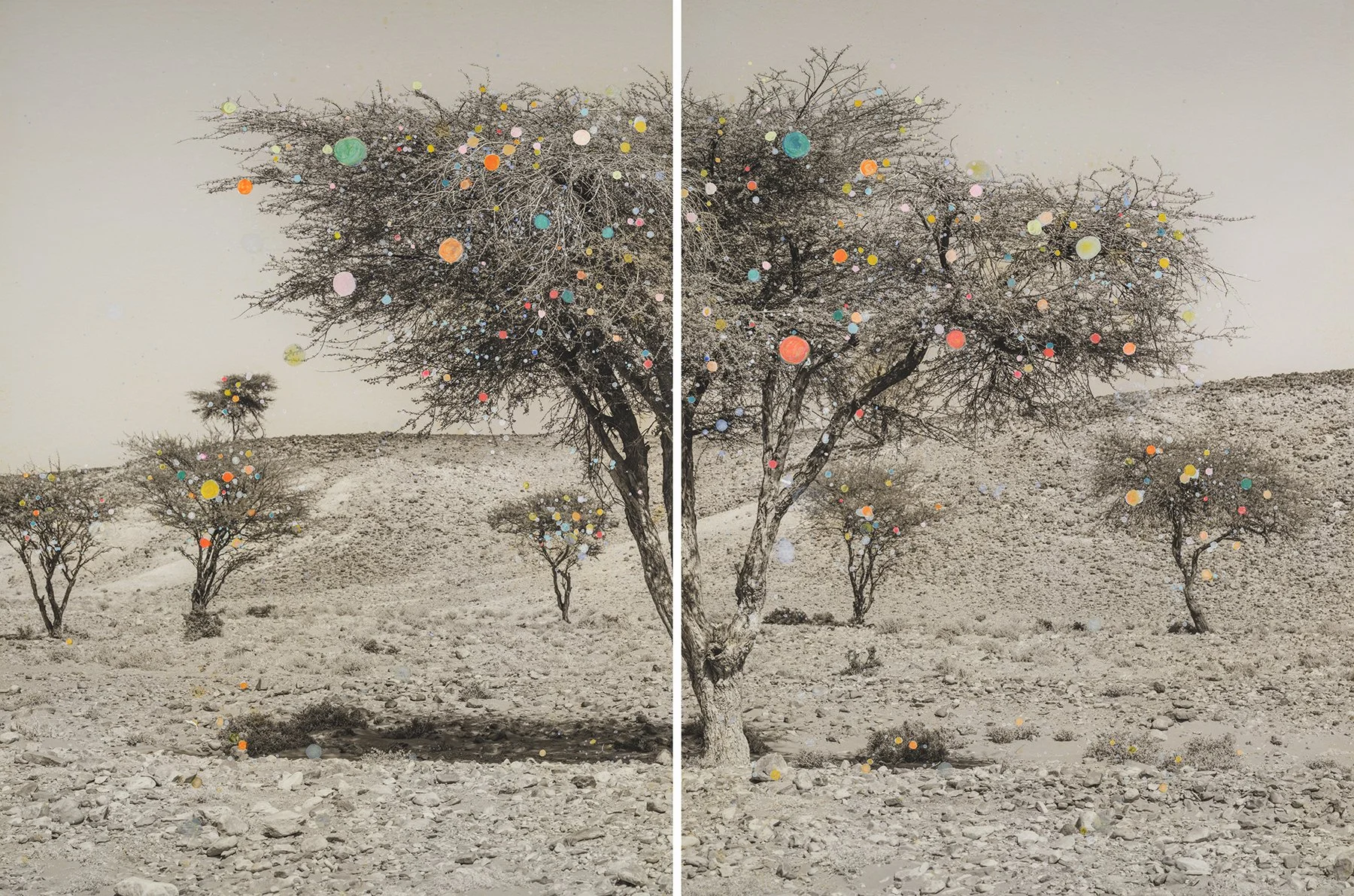 Acacia Diptych (By the Nomads) 55 x 82 cm