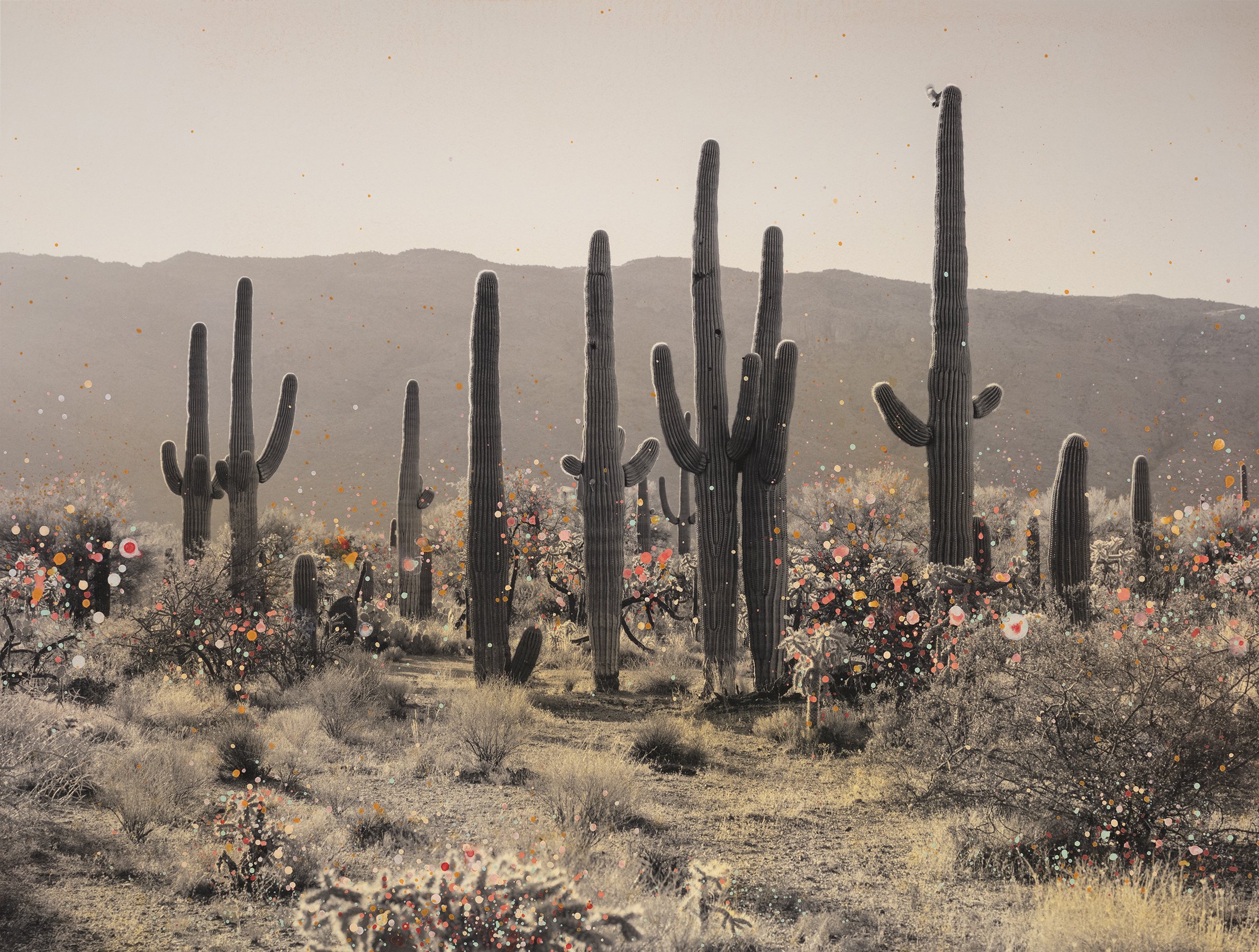 Family of Saguaros
