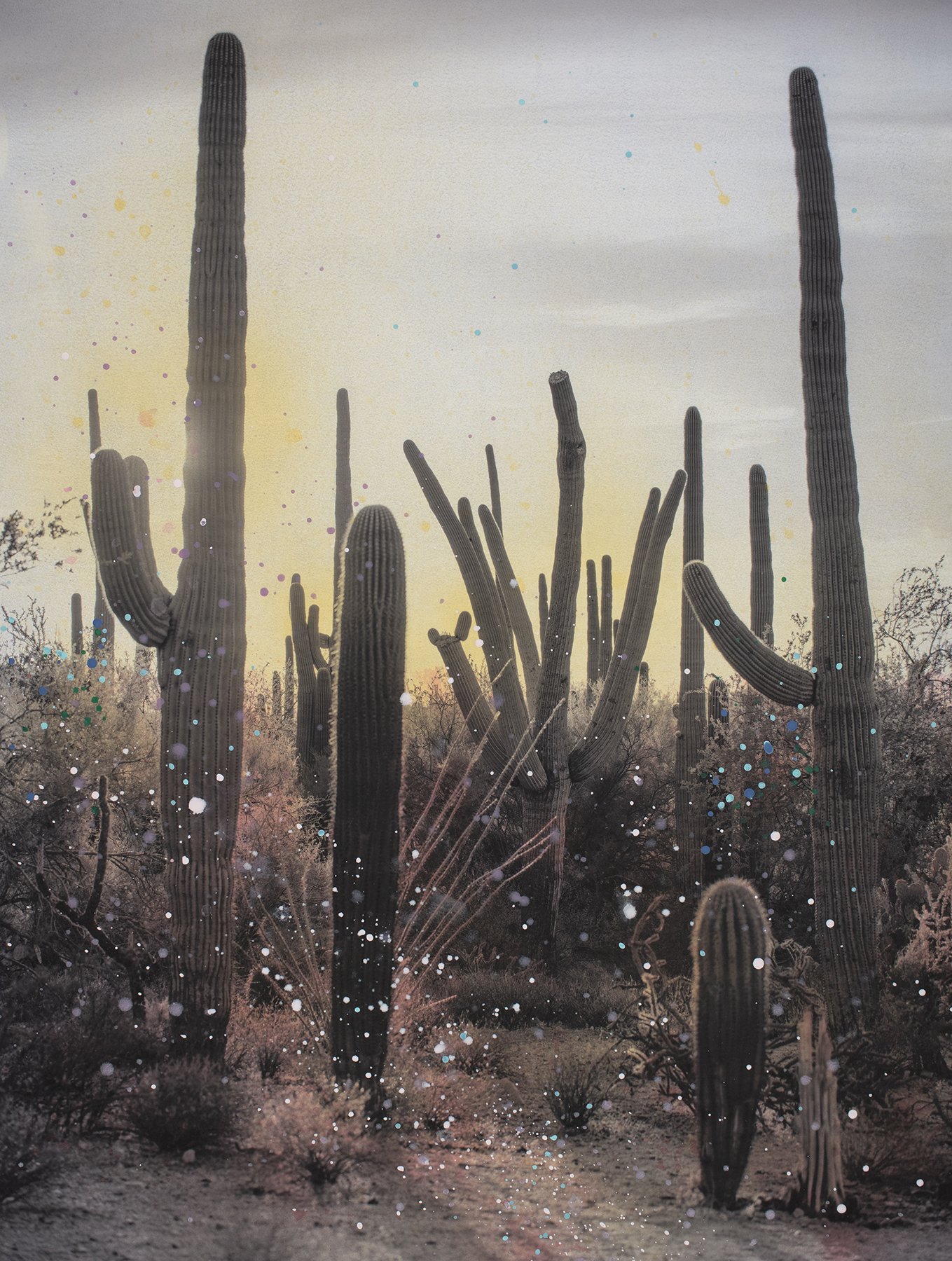 Sunrise Blooming (Saguaro National Park
