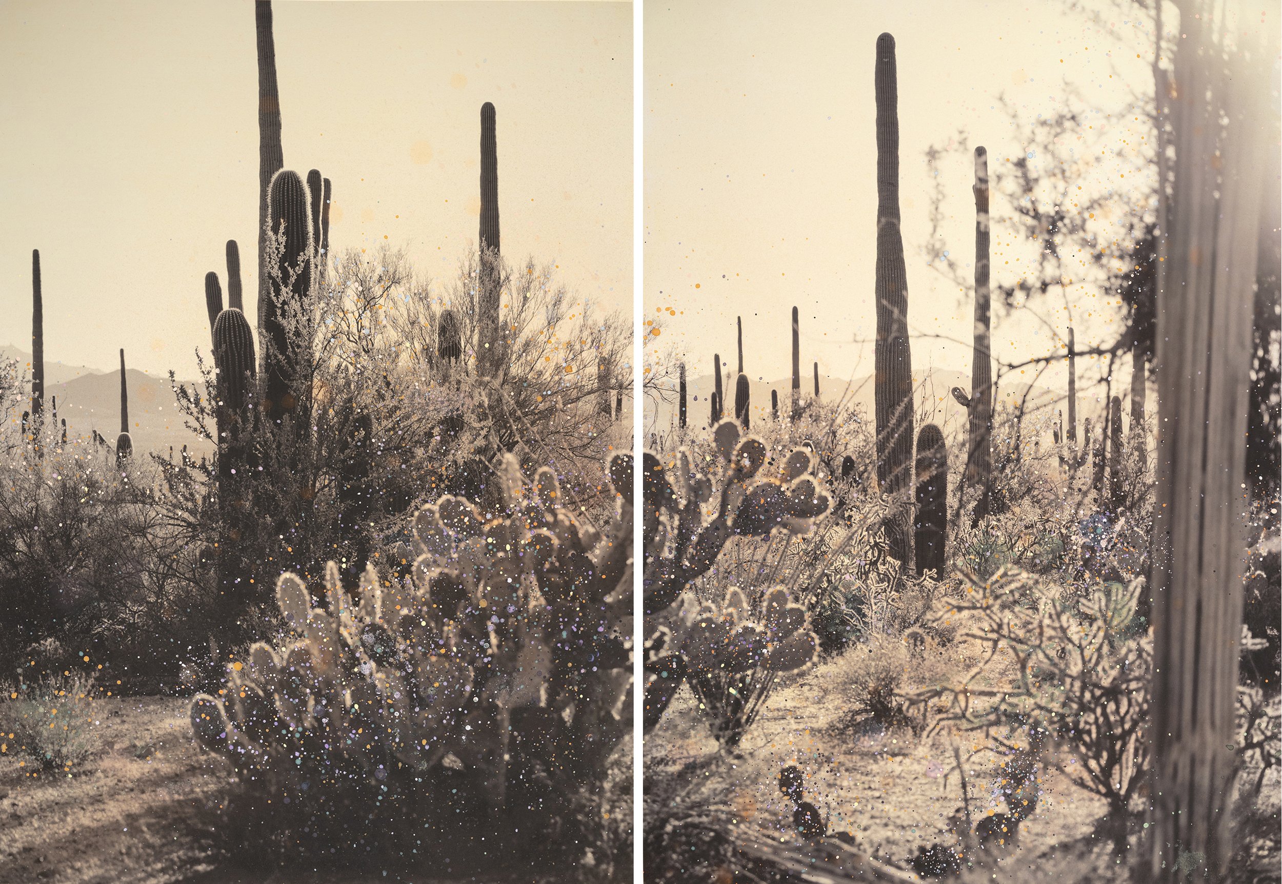 Yellow Spring Flower Explosion Diptych (Saguaro National Park)