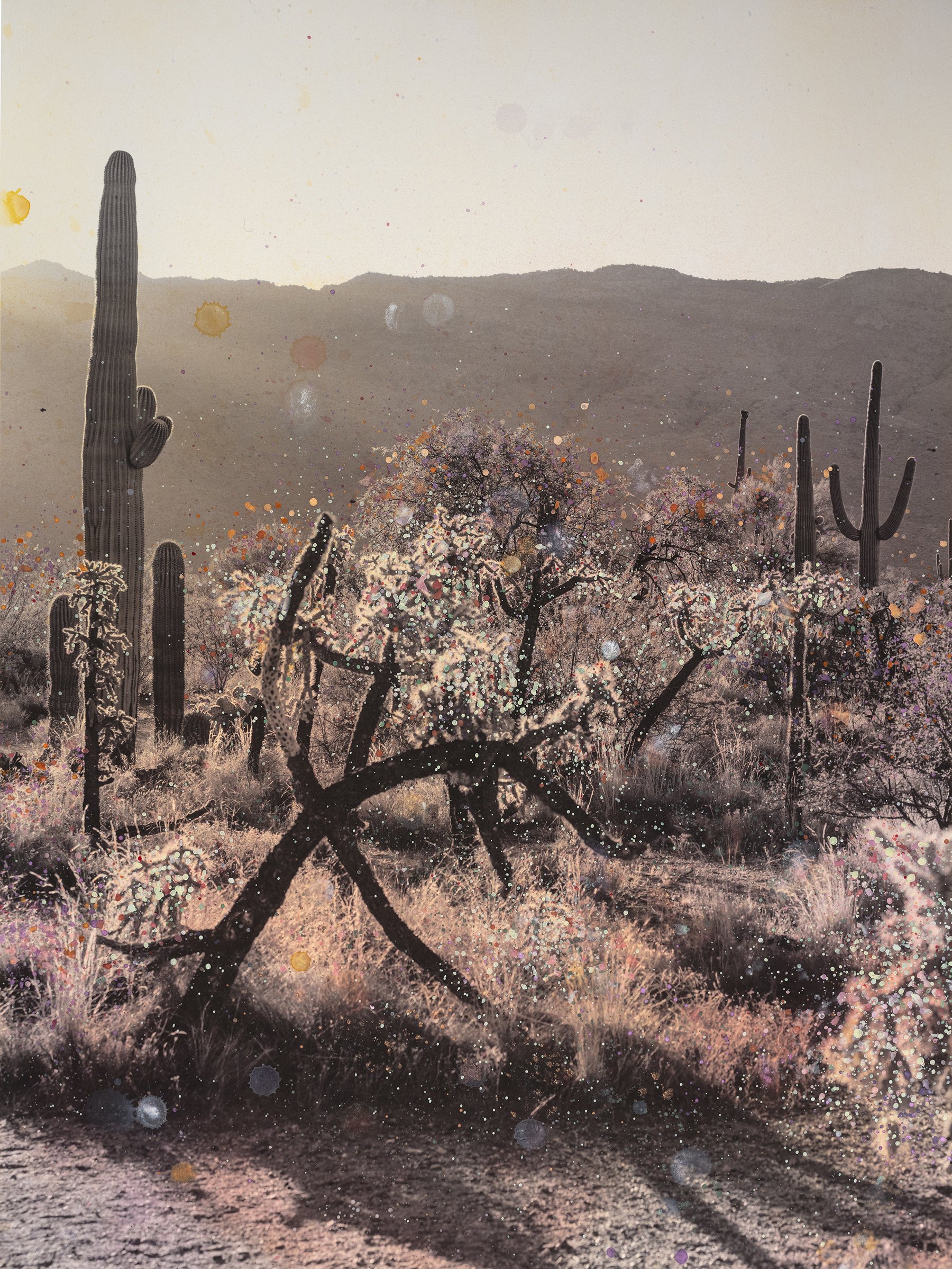 Flowers Like Gems #3 (Saguaro National Park, Arizona)