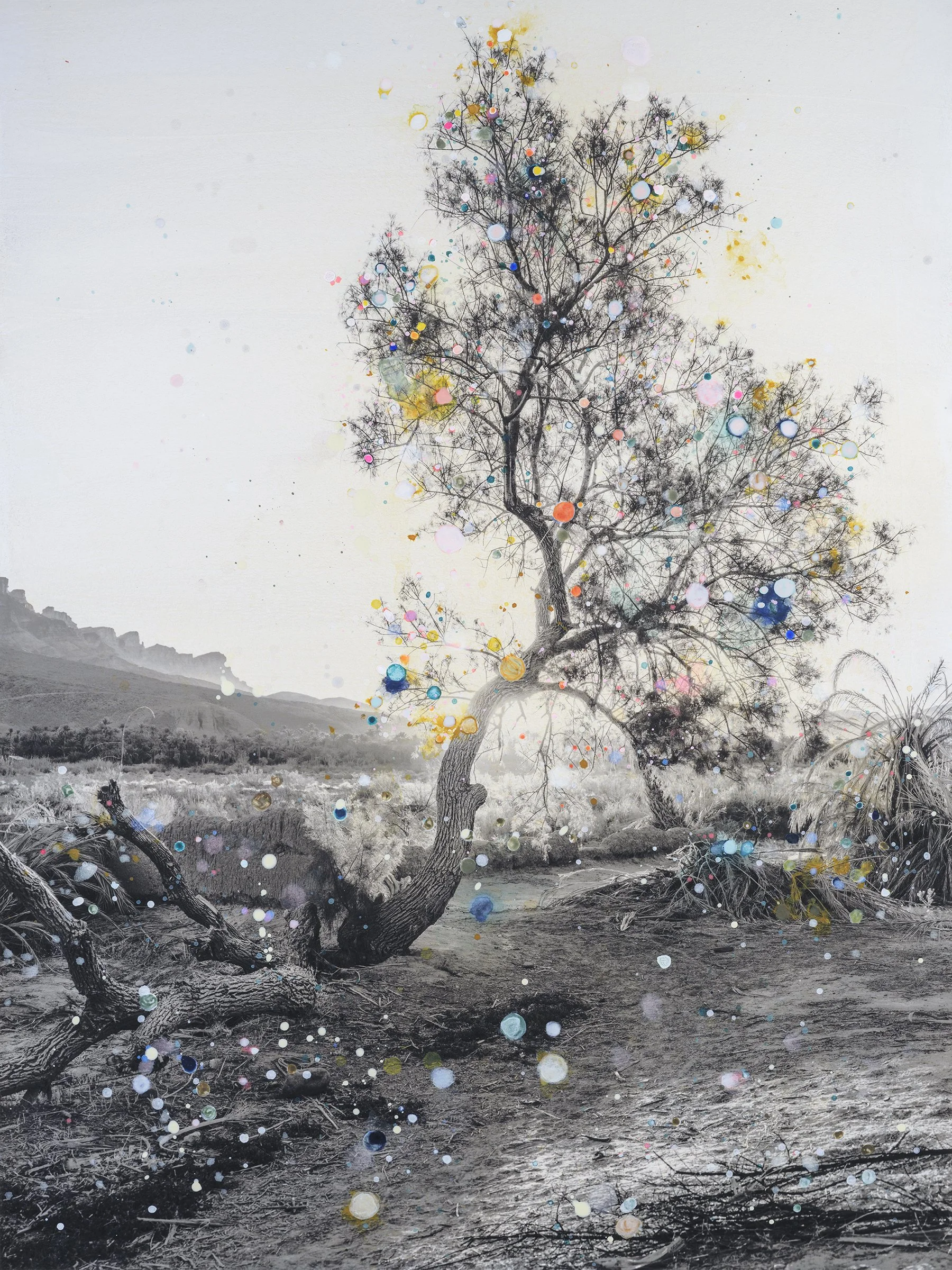 Lone Tamarix #7 (Draa Valley) 55 x 41 cm
