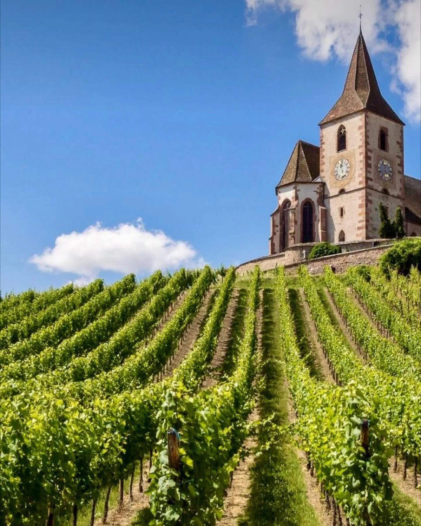 ✨De Elzas✨

Deze mooie streek in Frankrijk is nog redelijk onbekend voor veel Nederlanders. Riesling is niet iedereens favoriet en Pinot Gris is veel te zoet. Of niet..?

Zonde om alle Elzas wijnen direct af te schrijven! Met minstens 100 dorpen waar