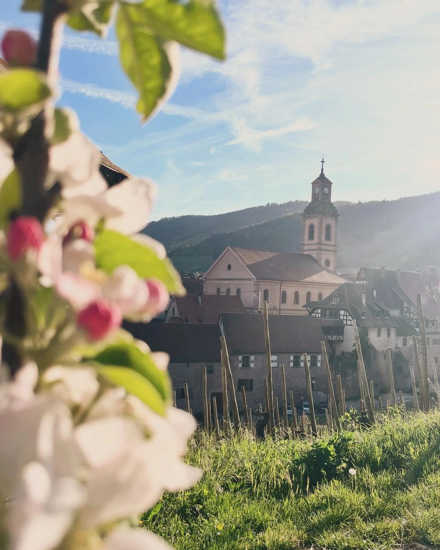 𝗥𝗶𝗾𝘂𝗲𝘄𝗵𝗶𝗿 🇫🇷

Groot is dit dorpje in de Elzas niet, maar groots in wijn zeker! Je rijdt langs de Schoenenburg heuvel bij aankomst, deze wijnranken worden gebruikt voor de bekende Riesling Grand Cru bij wijnhuizen door heel de Elzas. 🍇

De