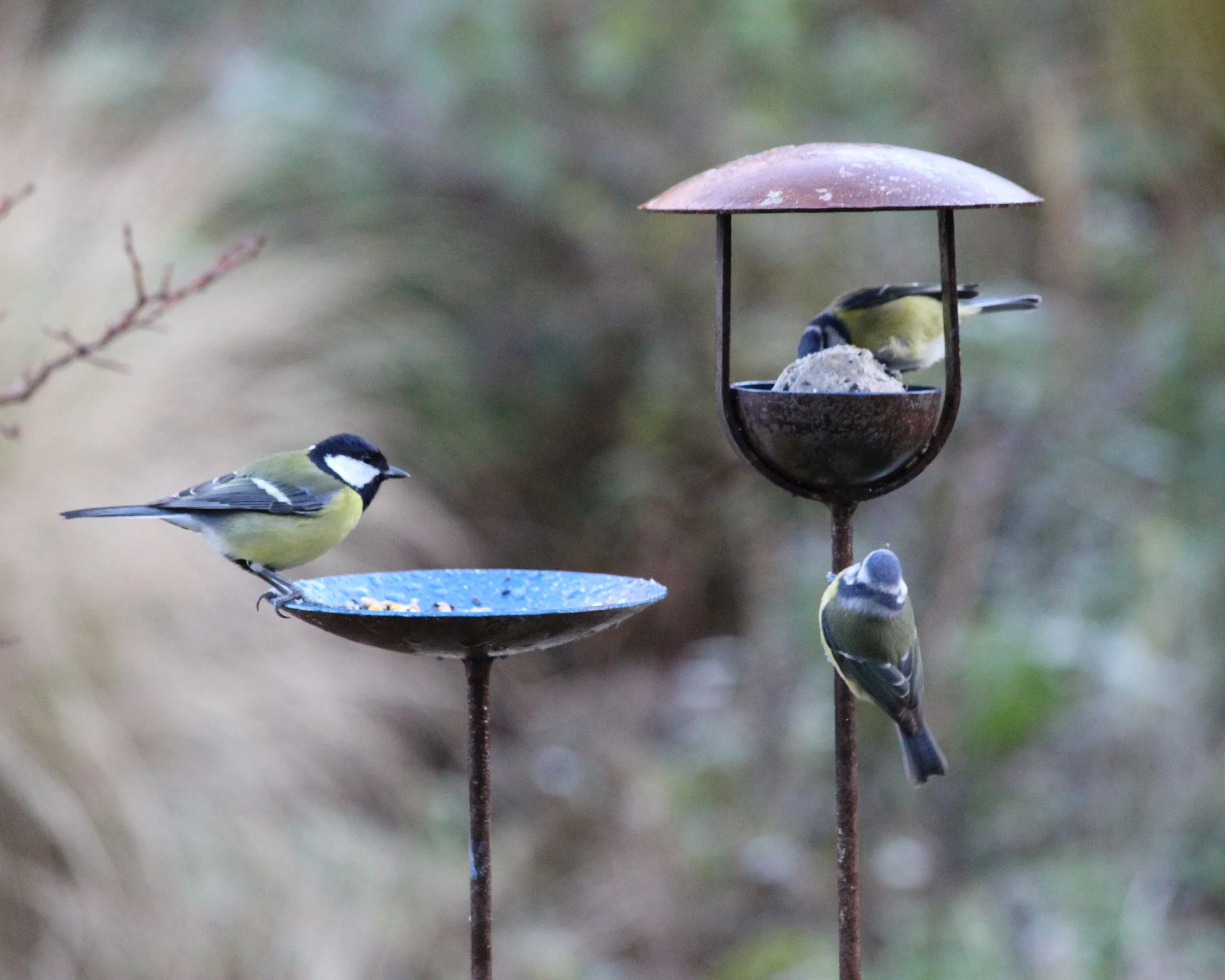 Bird Feeding station 5.JPG