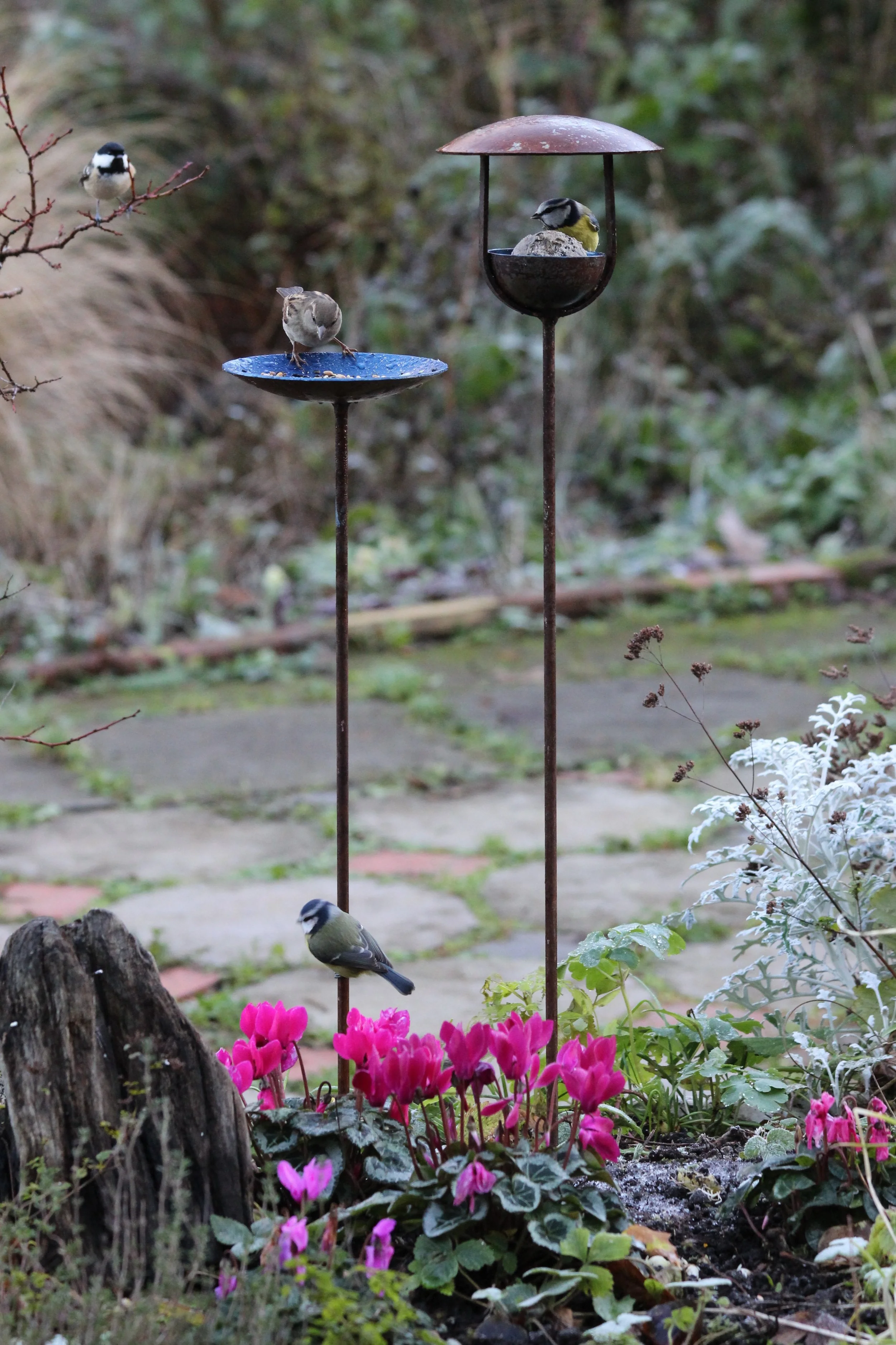 Bird Feeding station 7.JPG