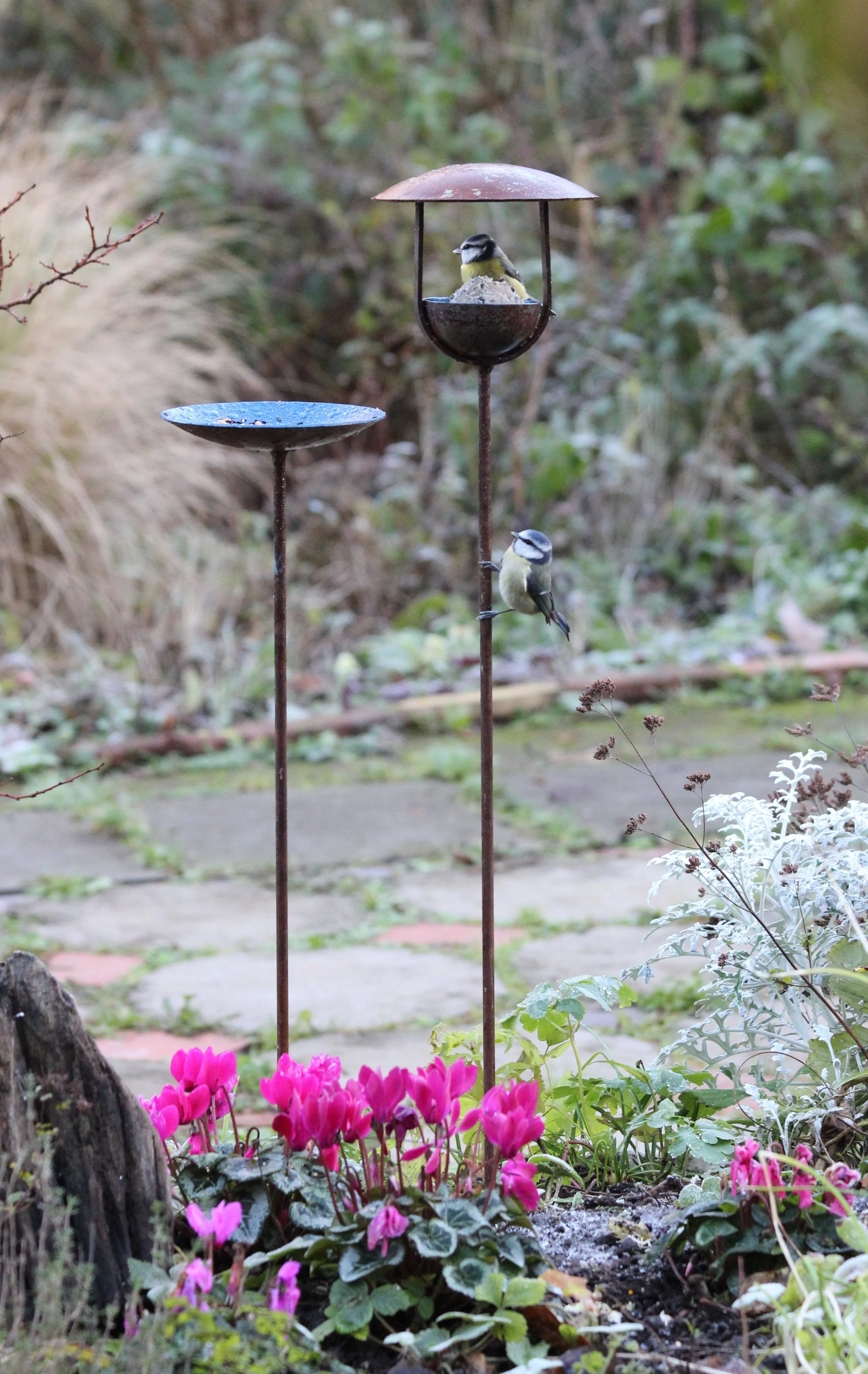 Bird Feeding station 2.JPG