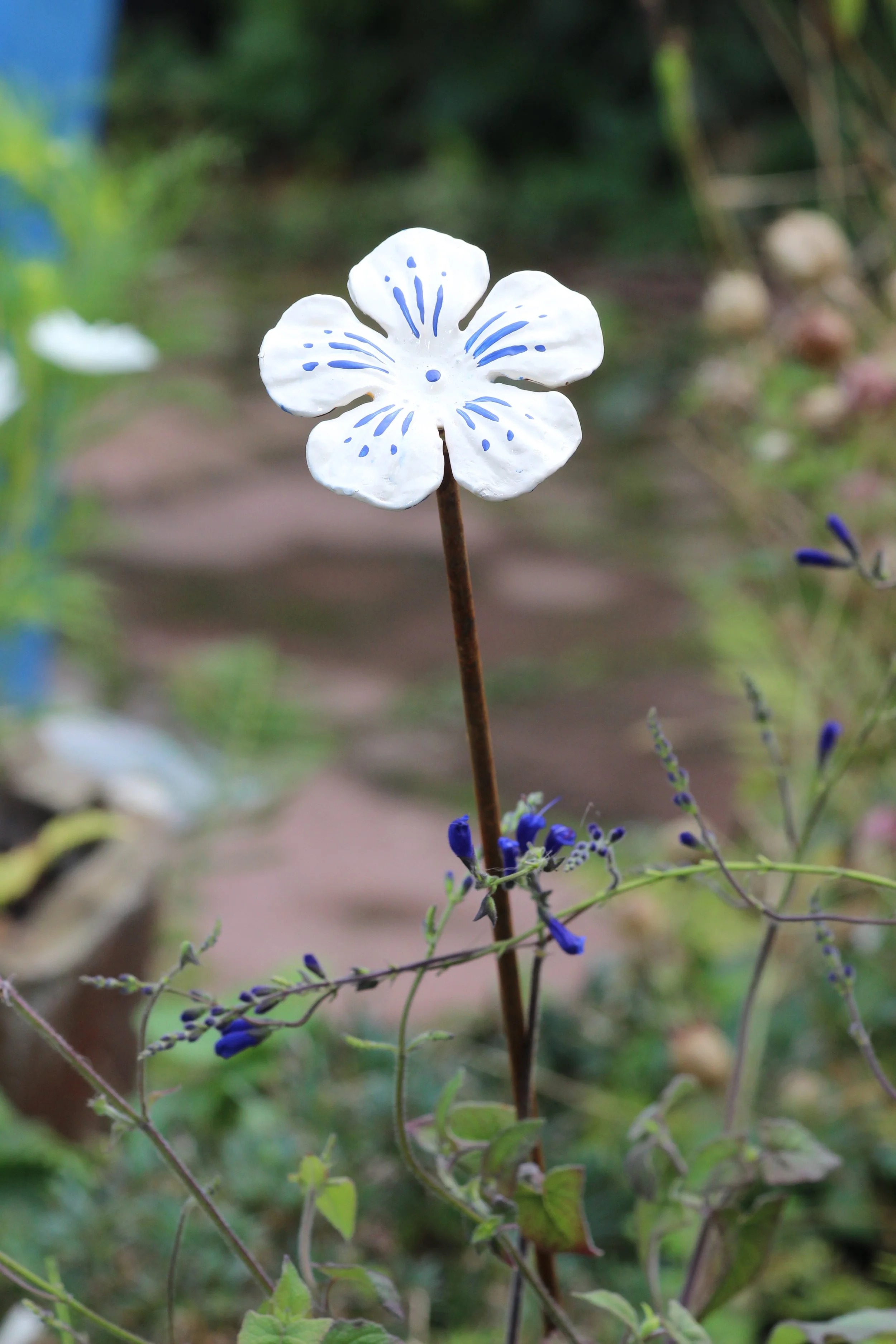 plant stack flower blue and white 6.jpg