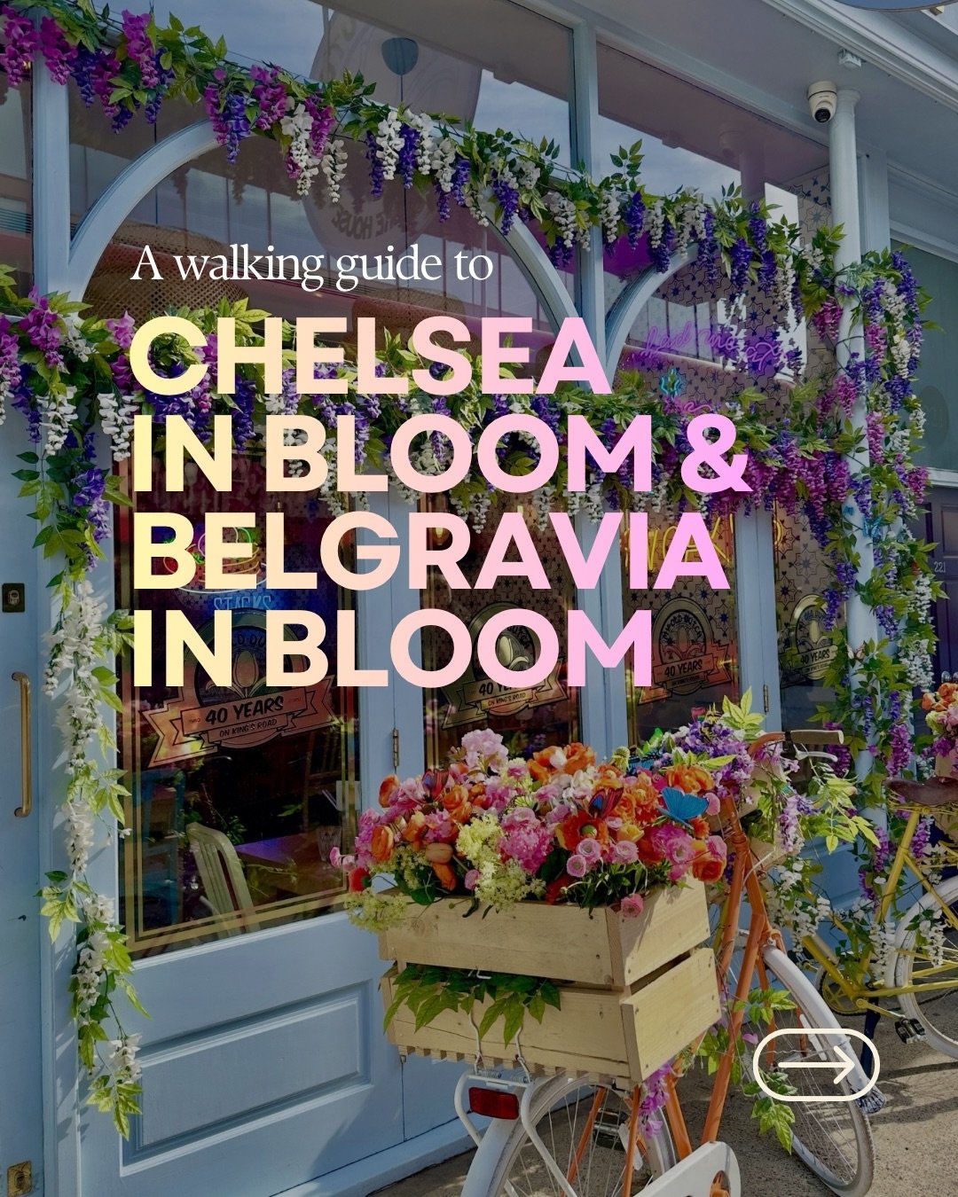 🌼 A walking guide to Chelsea in Bloom and Belgravia in Bloom 🌼

Save for your visit to London&rsquo;s free flower festivals (18 to 24 May 2026)🌷🇬🇧 ⬇️

Coinciding with the RHS Chelsea Flower Show, Chelsea in Bloom and Belgravia in Bloom bring inc