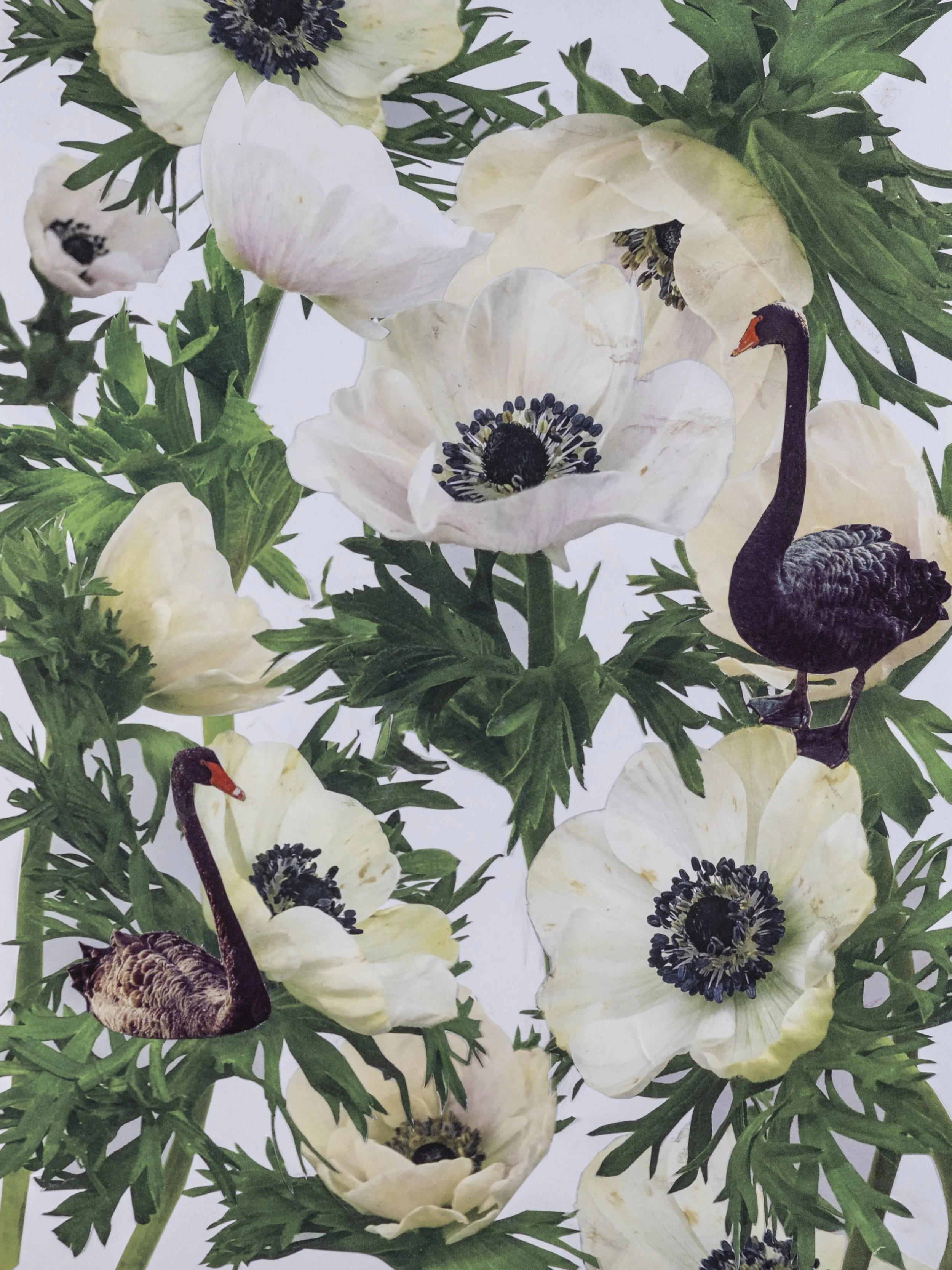 Anemone Swan.jpg