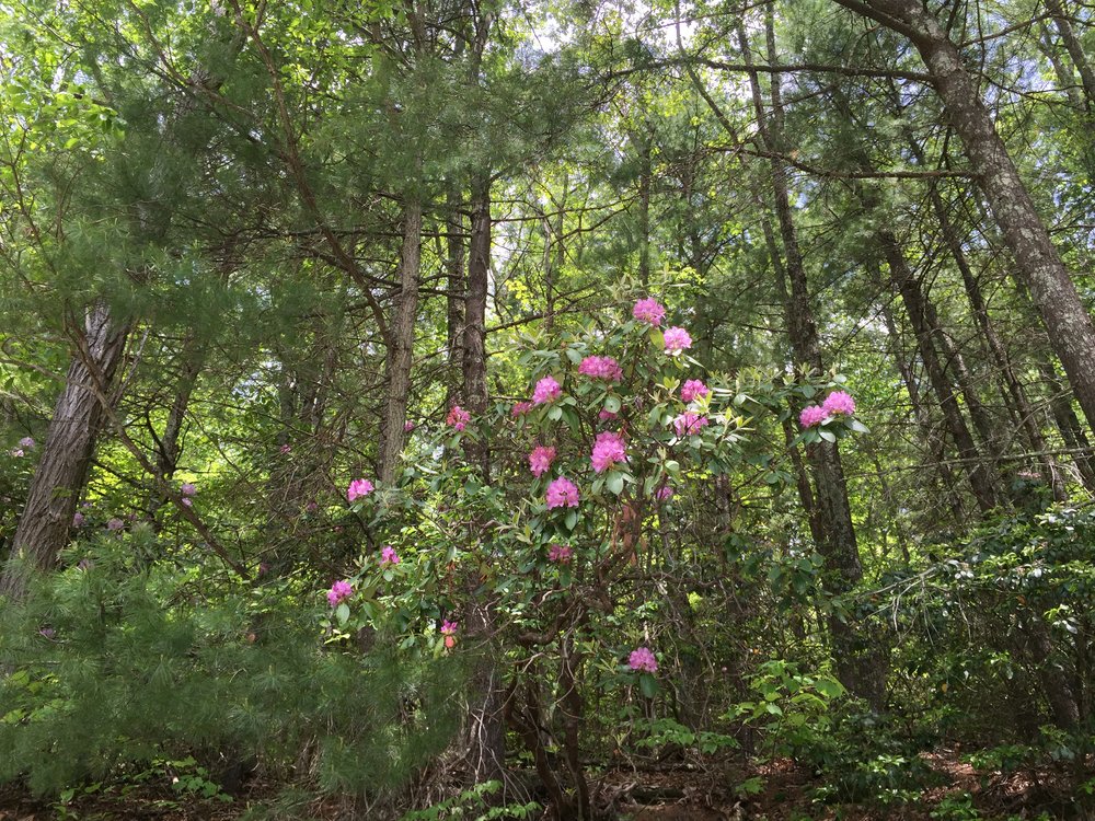 2016-05-27_12_47_50_Catawba_Rhododendron_flowering_along_Virginia_State_Route_56_(Crabtree_Falls_Highway)_near_Monteb.jpg