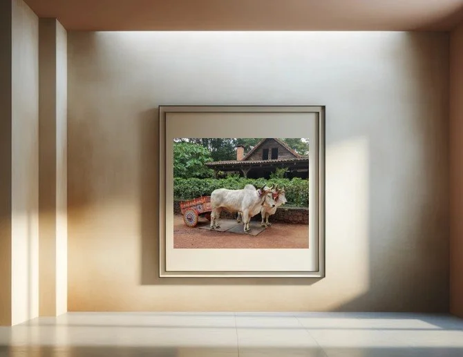 Oxcart Staged.jpg