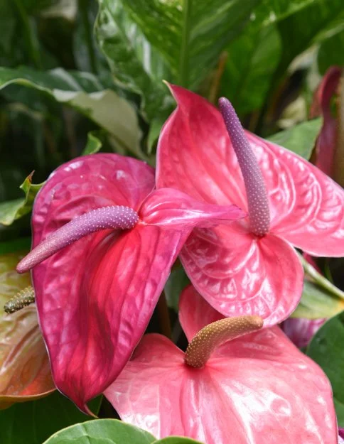 Anthurium Trio