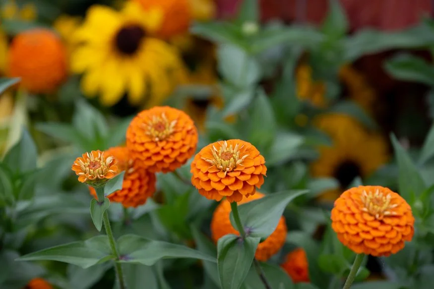 Orange