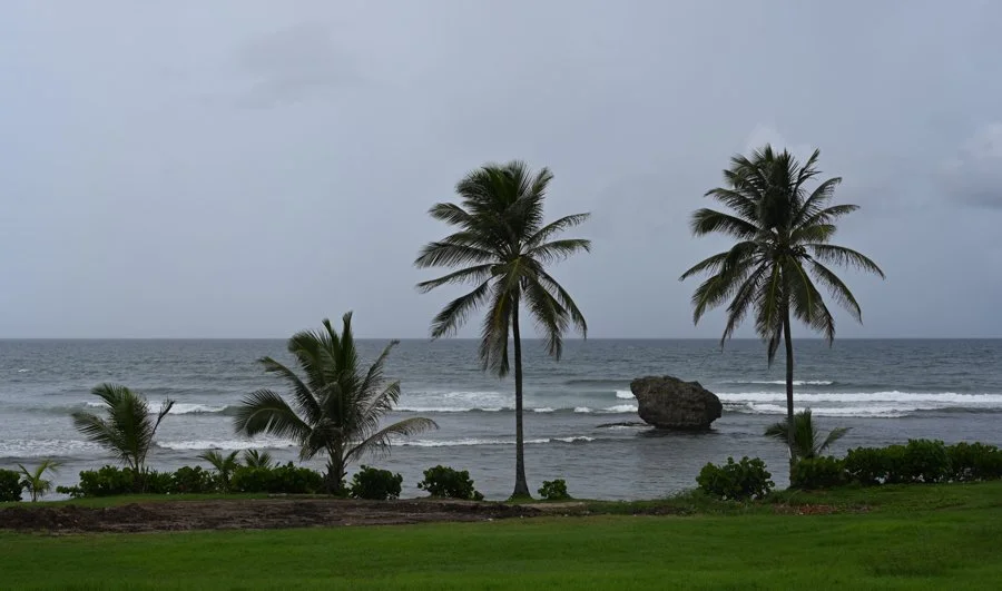 Coconut Palms
