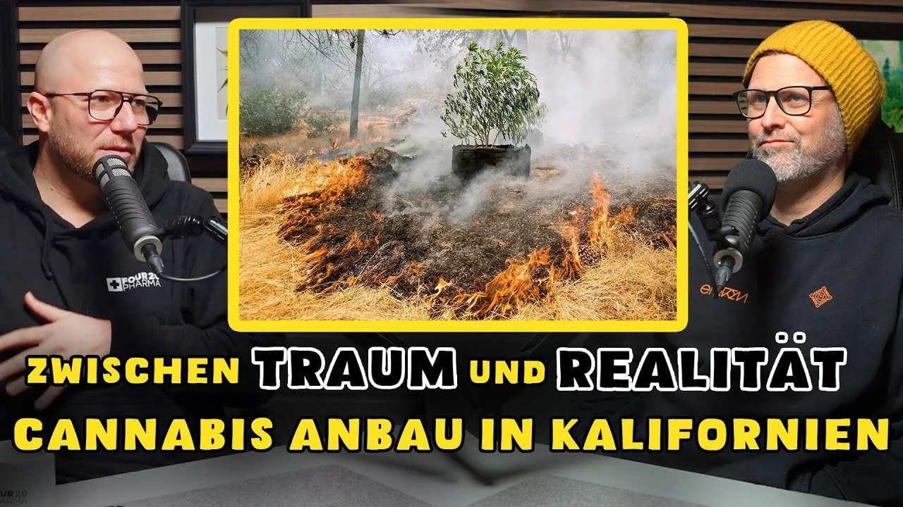 vincent weed grower youtube cannabis .jpg