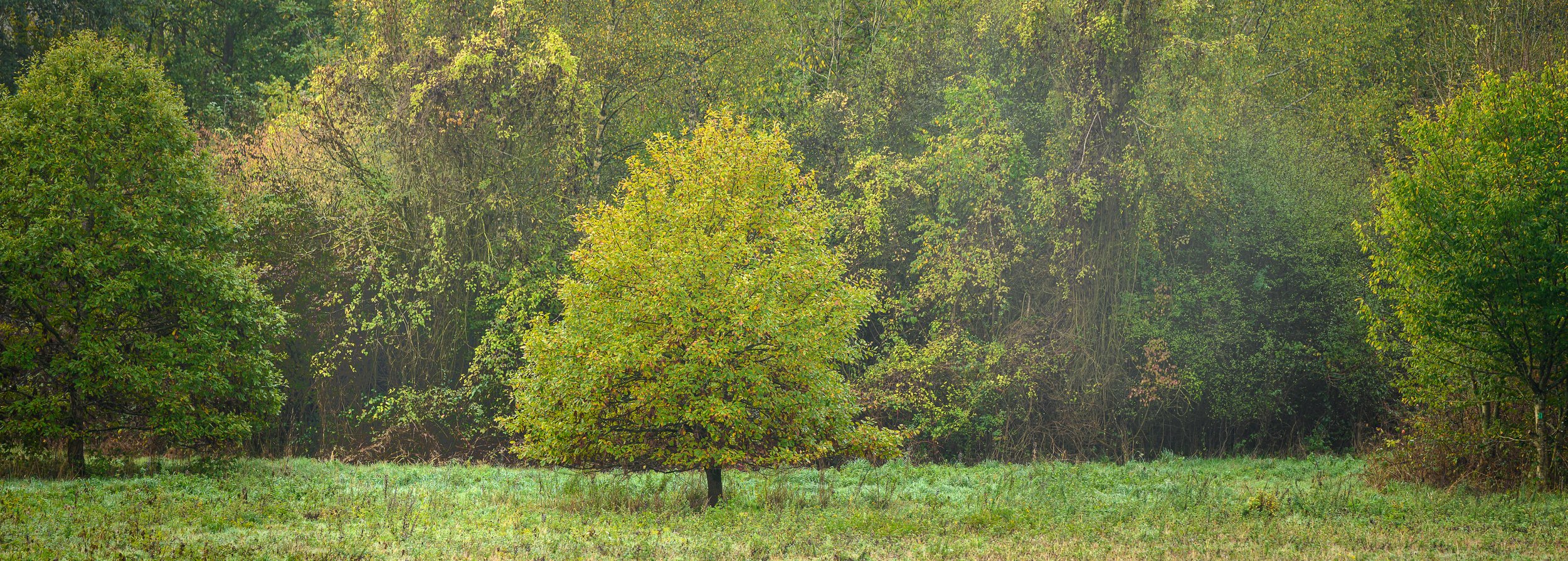 Jeune solitaire