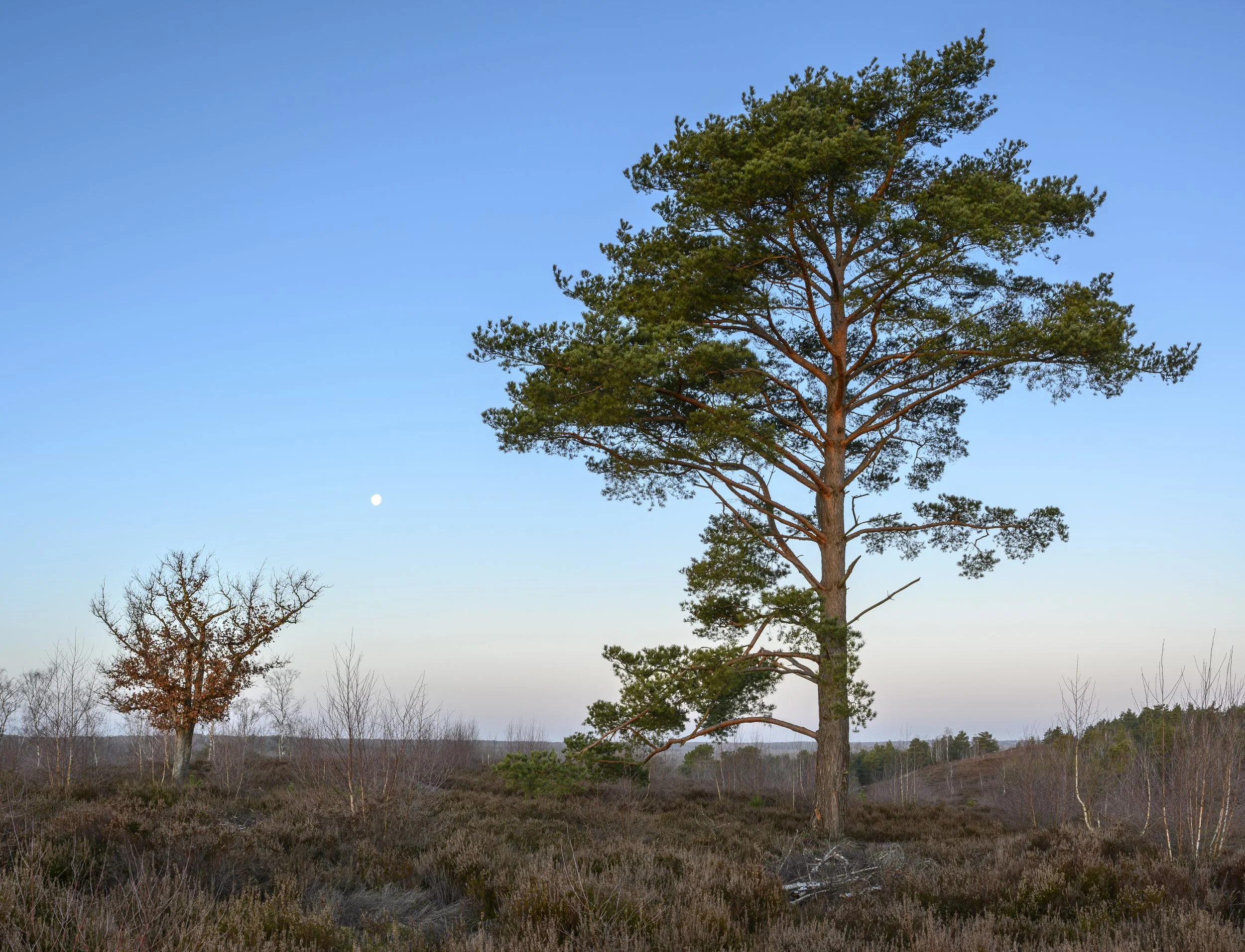 NaturalLandscape 12.jpg