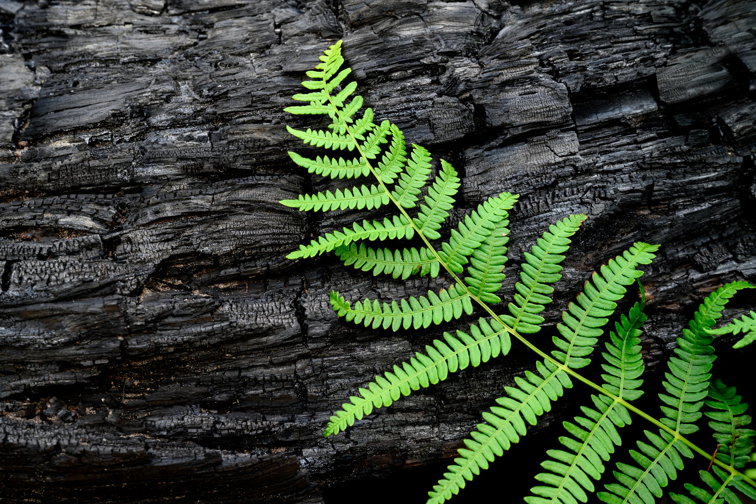 Pourquoi imprimer ses photos à l’ère du numérique ?