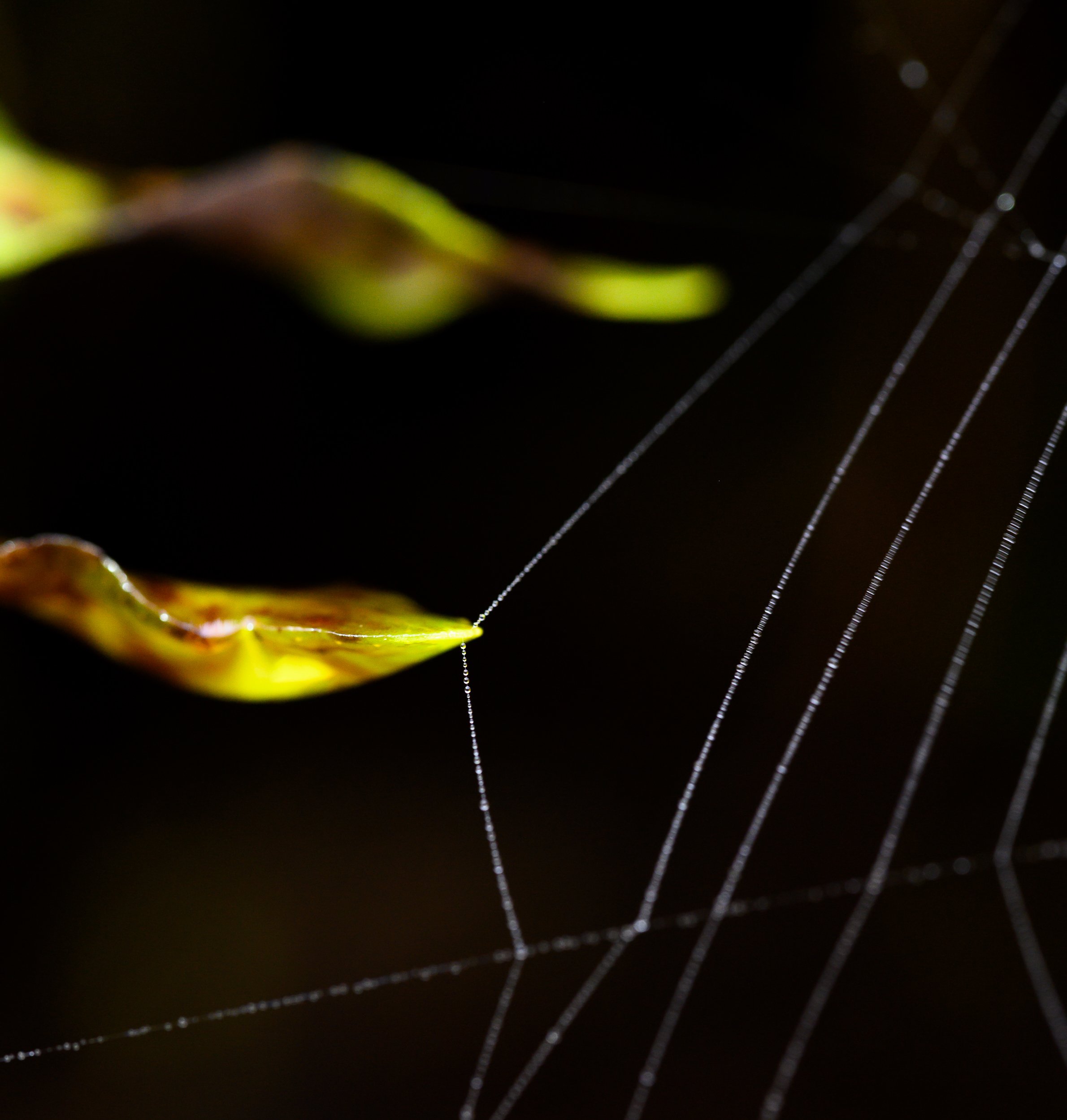 Macrophotographie