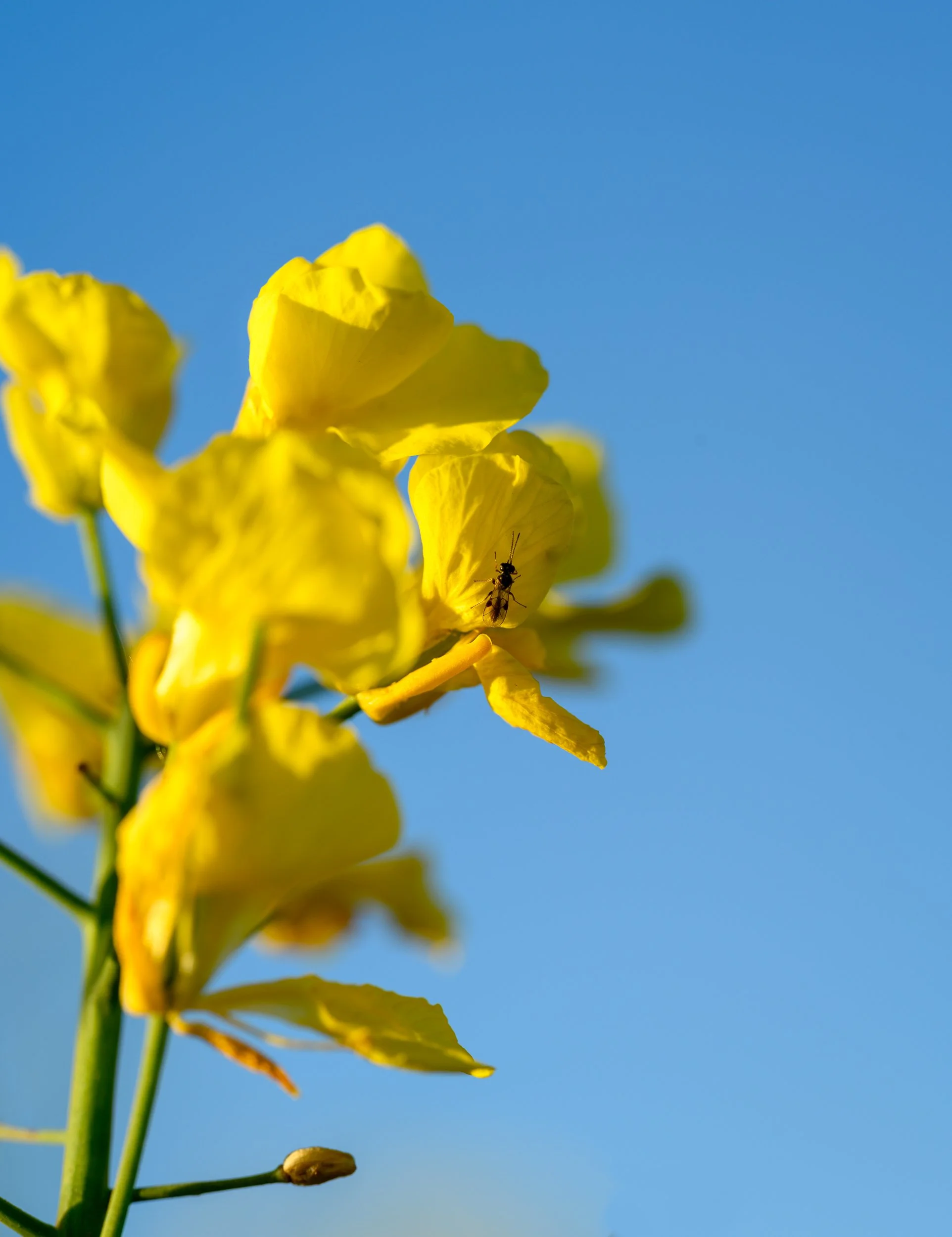 Le printemps et la composition : se rapprocher pour mieux voir