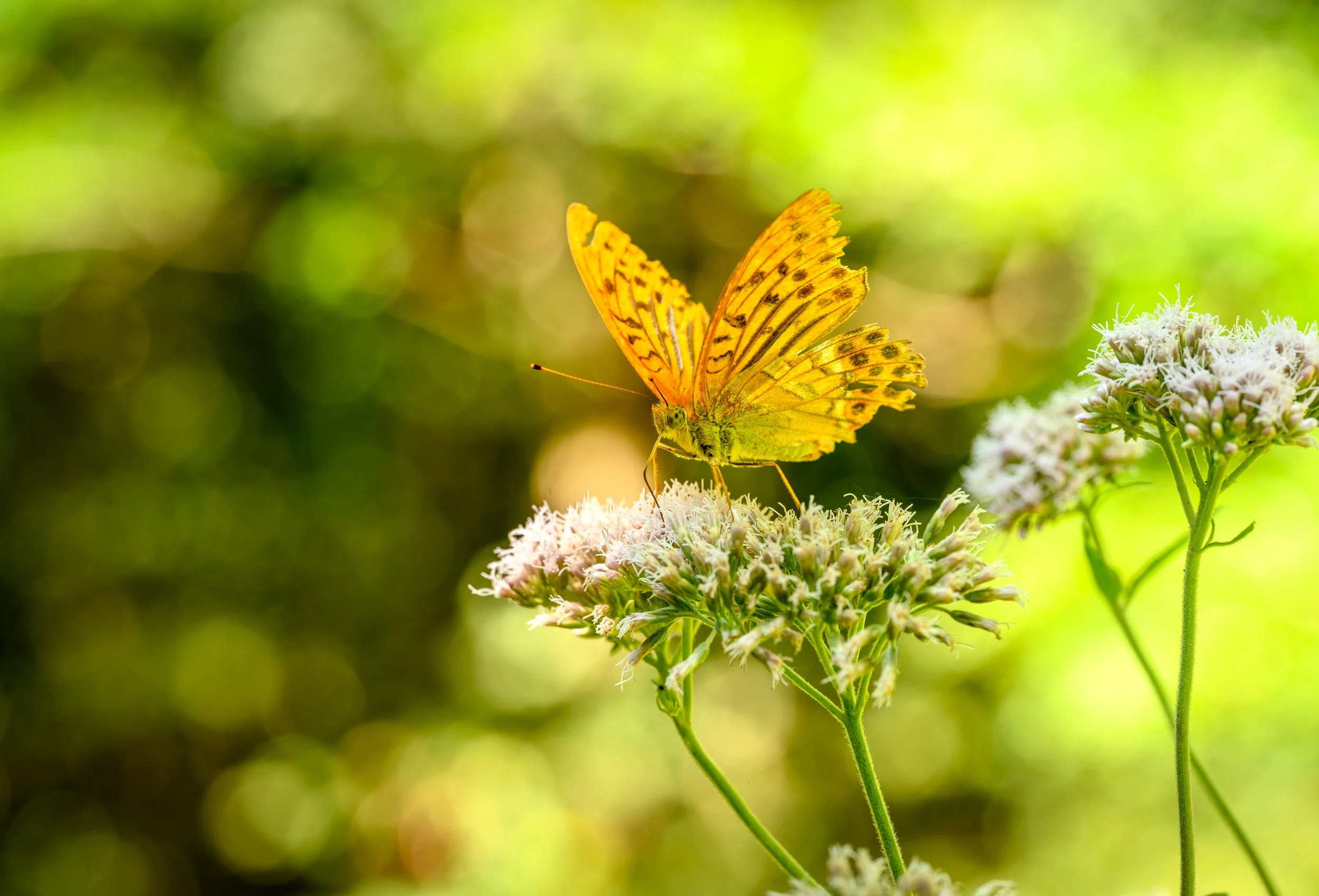 L'été, saison de patience