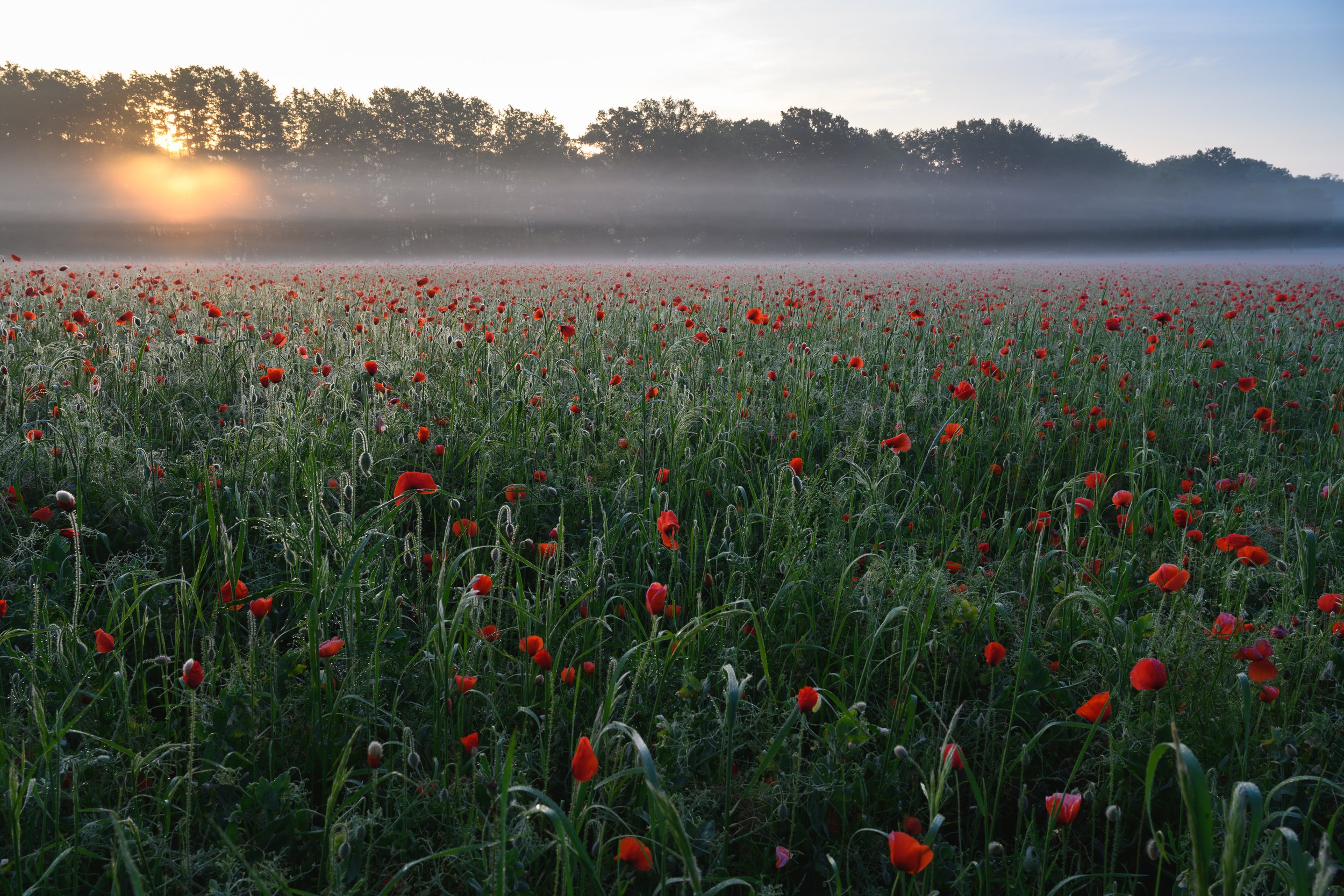 Vapeur de coquelicot