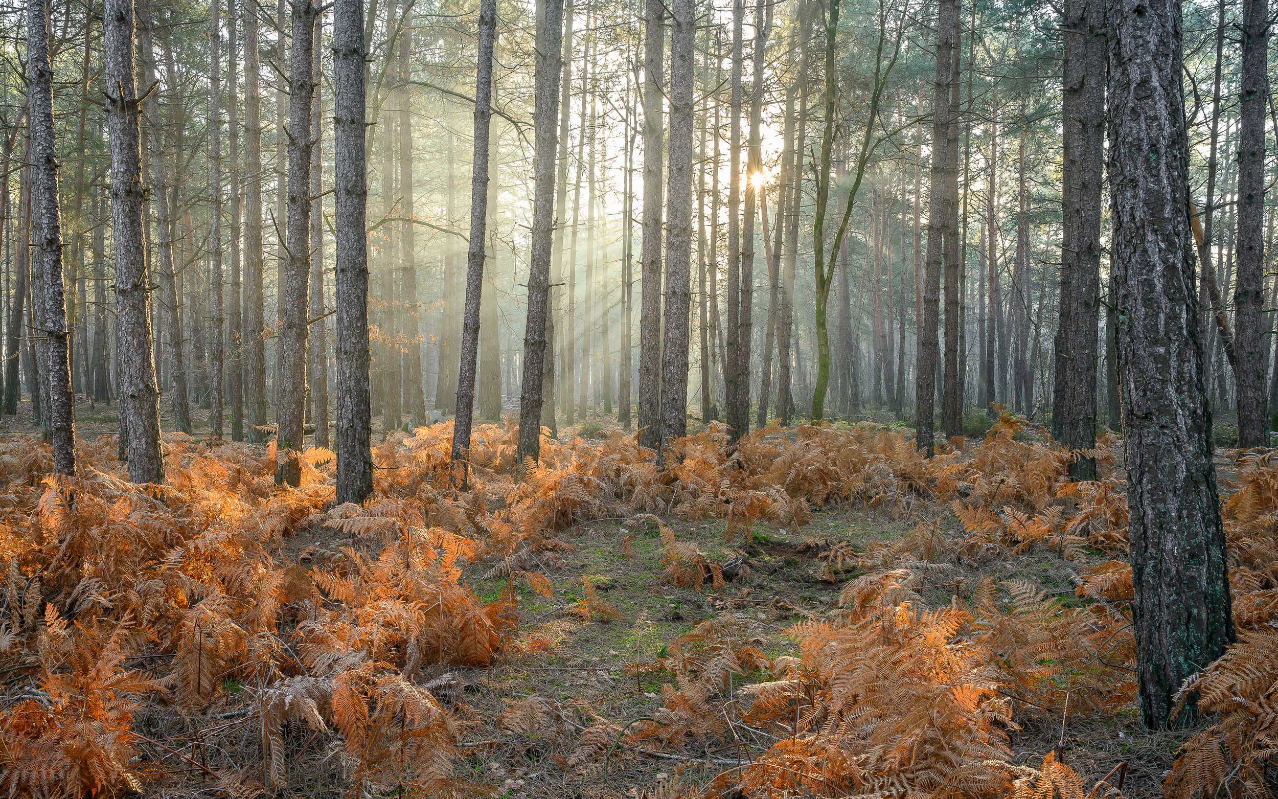 Rayon d'automne