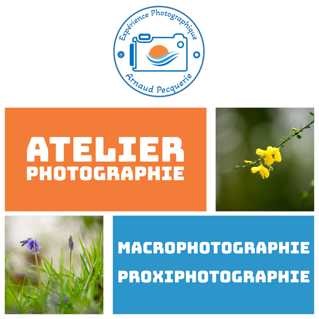 Atelier Macrophotographie