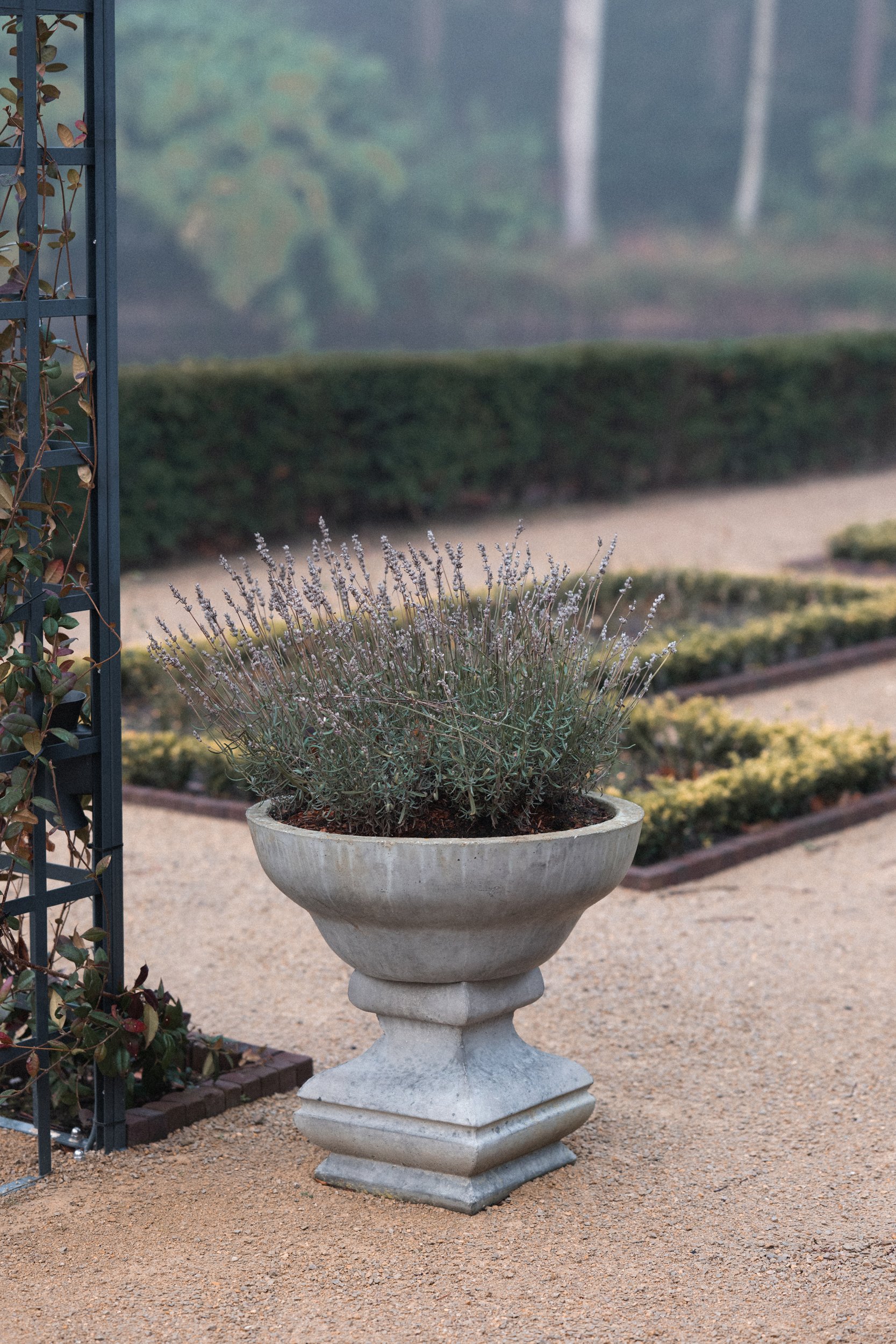 A large, decorative stone planter filled with lavender plants in a garden setting, with neatly trimmed hedges, gravel paths, and a misty background of trees.