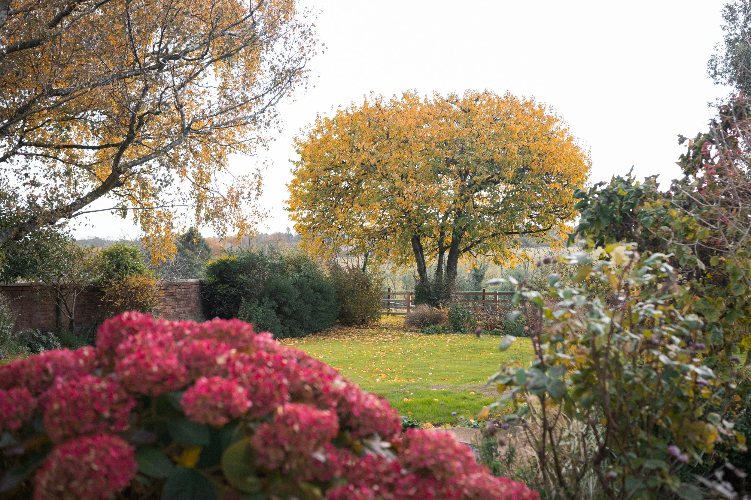 A backyard garden with fall foliage, including a large tree with yellow leaves, a neatly maintained grassy area, and blooming pink flowers in the foreground. A wooden fence and various bushes are also visible.