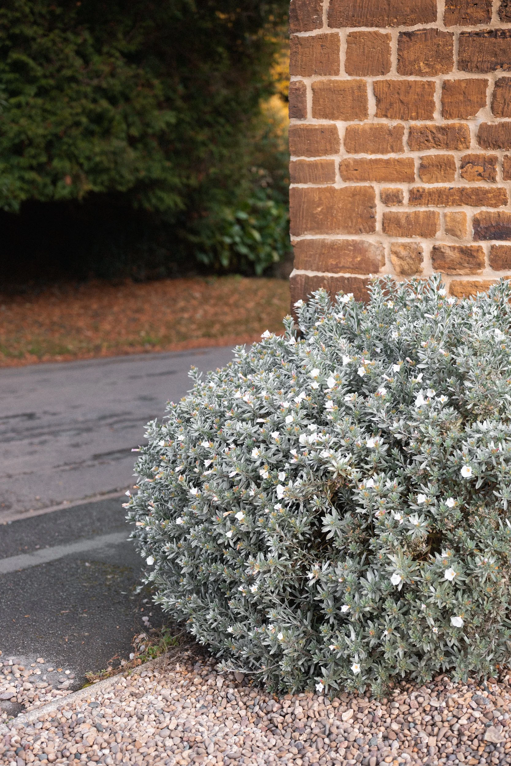 A large bush with grayish-green leaves and small white flowers is in front of a brick wall next to a sidewalk.