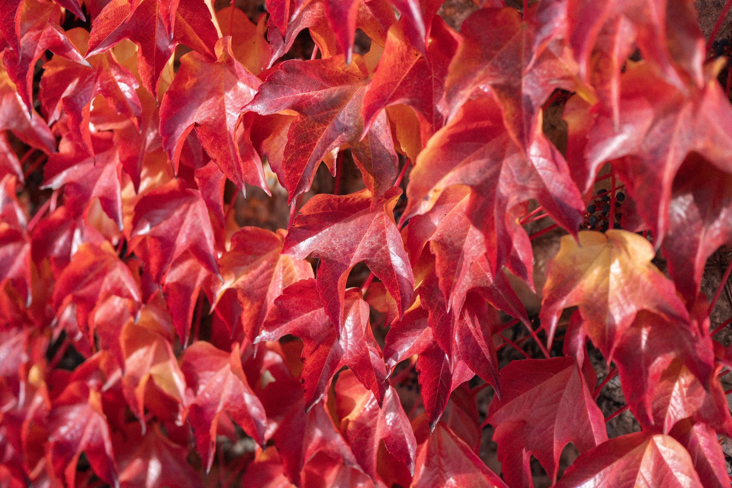 Close-up of red and orange autumn leaves on a vine.