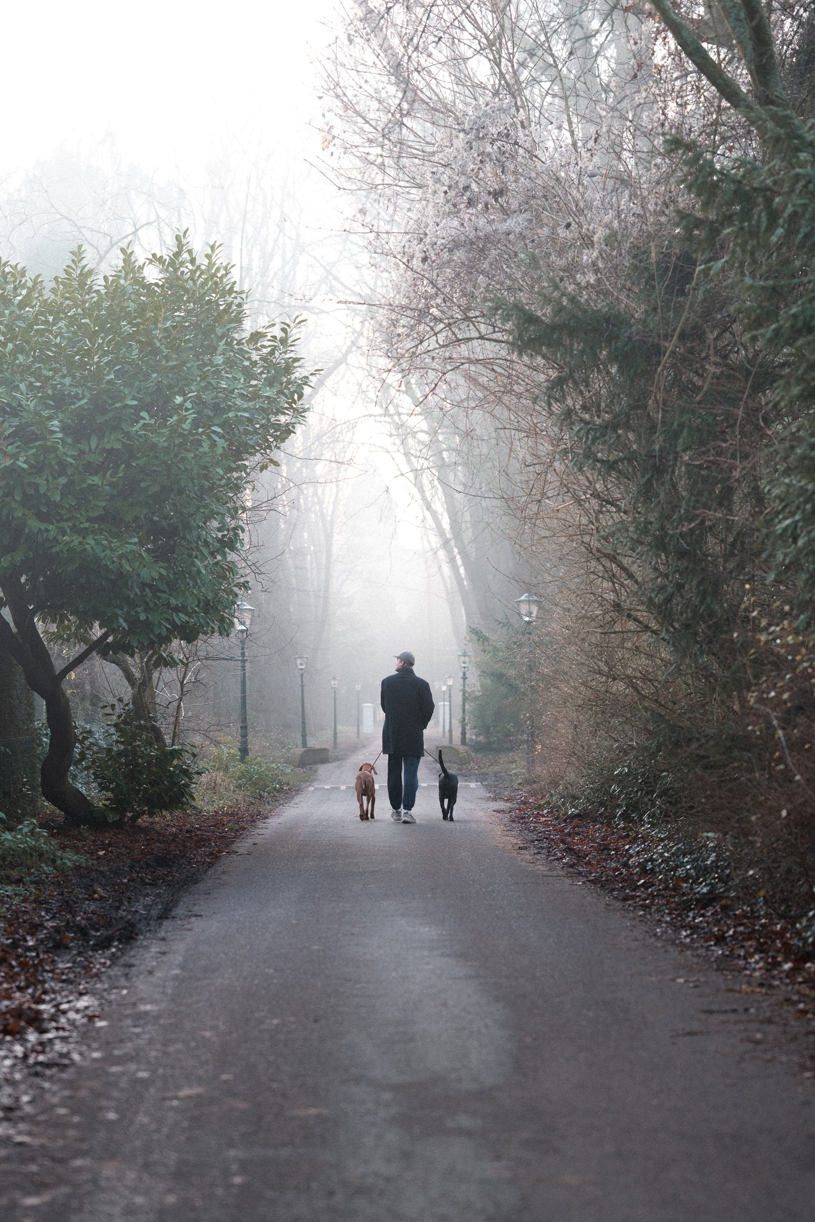 A person walking two dogs down a foggy park pathway surrounded by leafless trees and bushes.