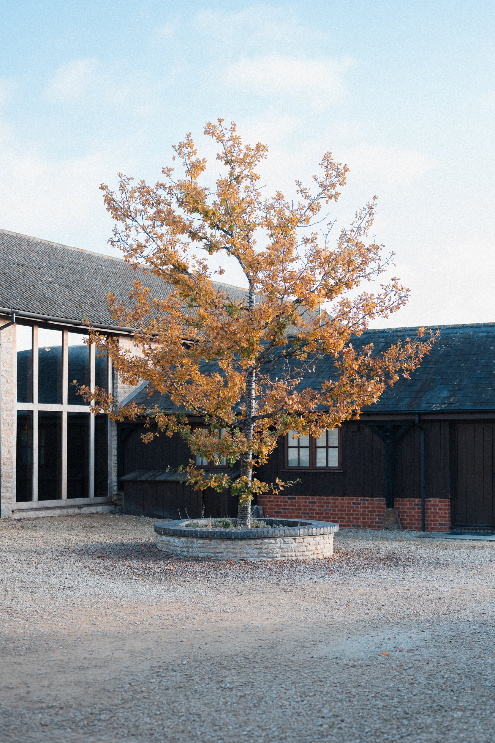 A tree with yellow and orange leaves planted in a circular brick planter outside a building with large windows and dark wooden walls.