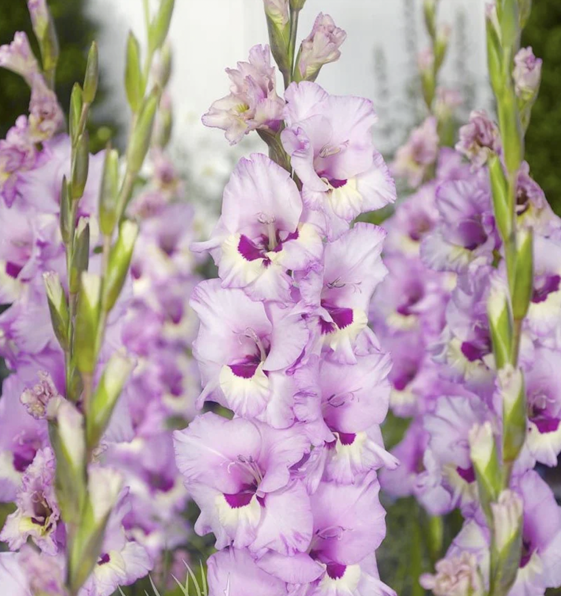 Gladiolus Bulbs - 10 pack
