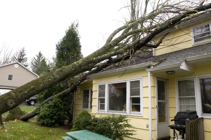 Five Things To Immediately Do If a Tree Falls on Your House&nbsp;