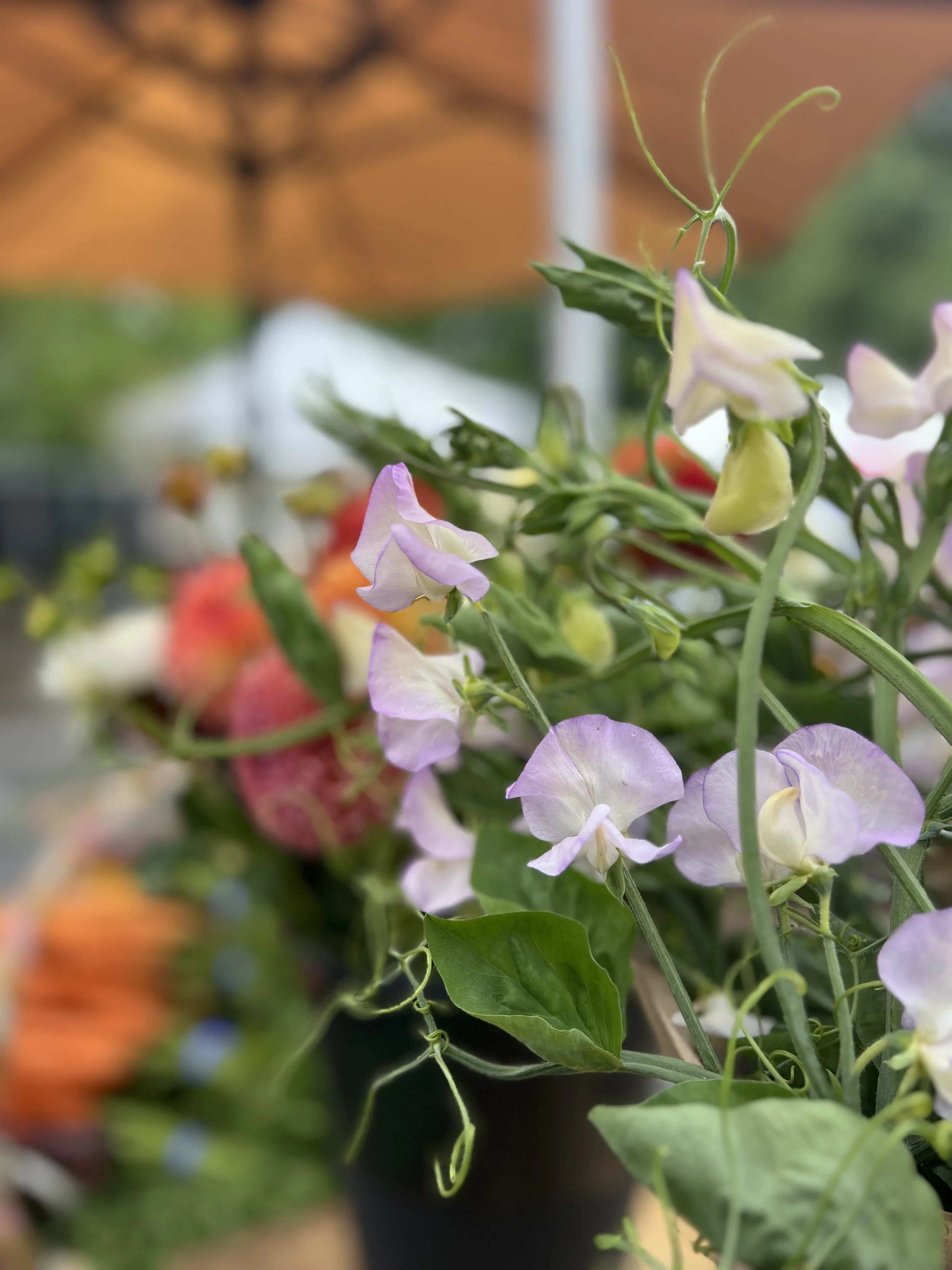 Onesimo's Flowers IMG_3798.jpg