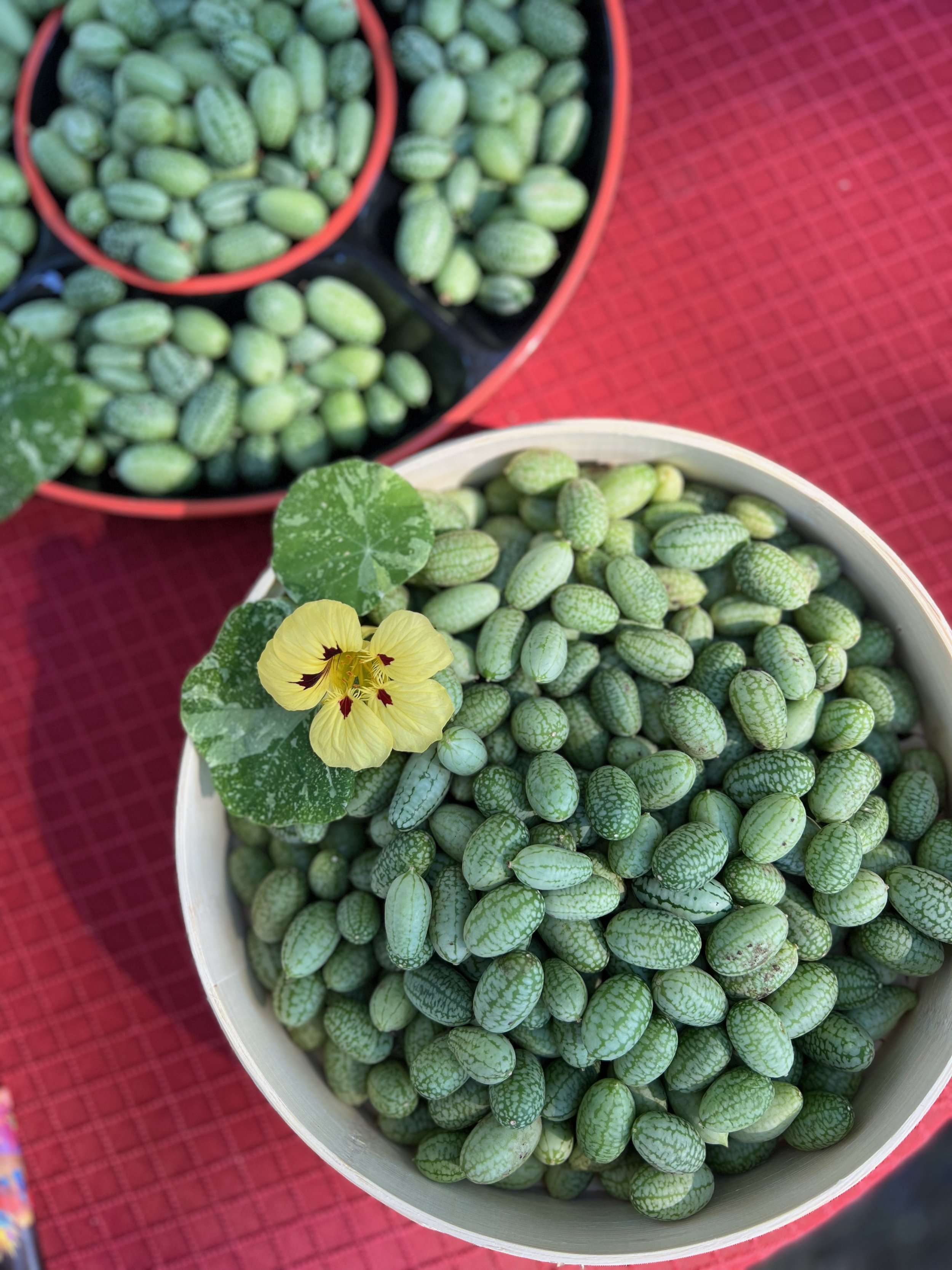 IMG_2394 cucamelon.jpeg