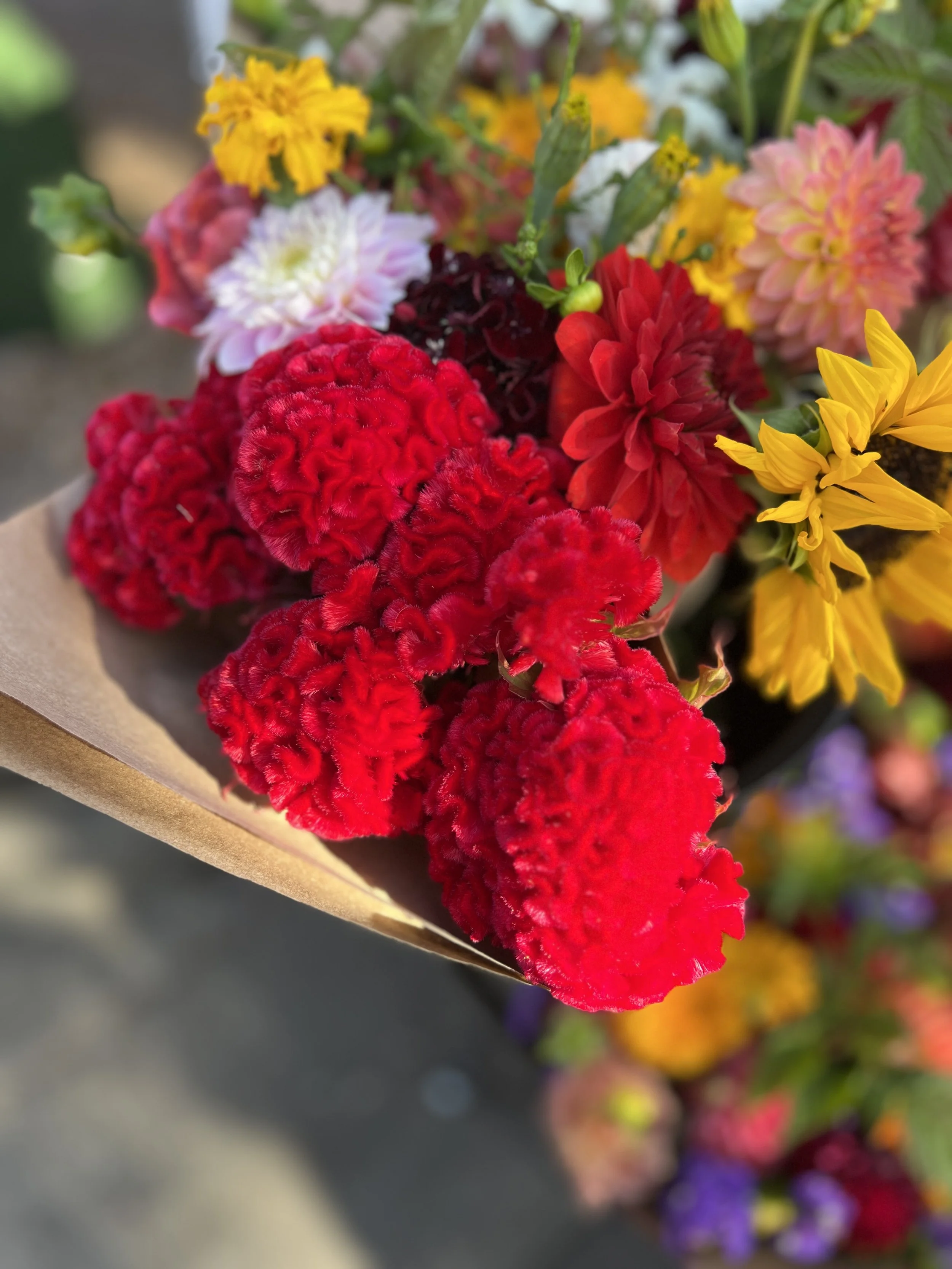 Onesimo's Flowers IMG_5543.jpg