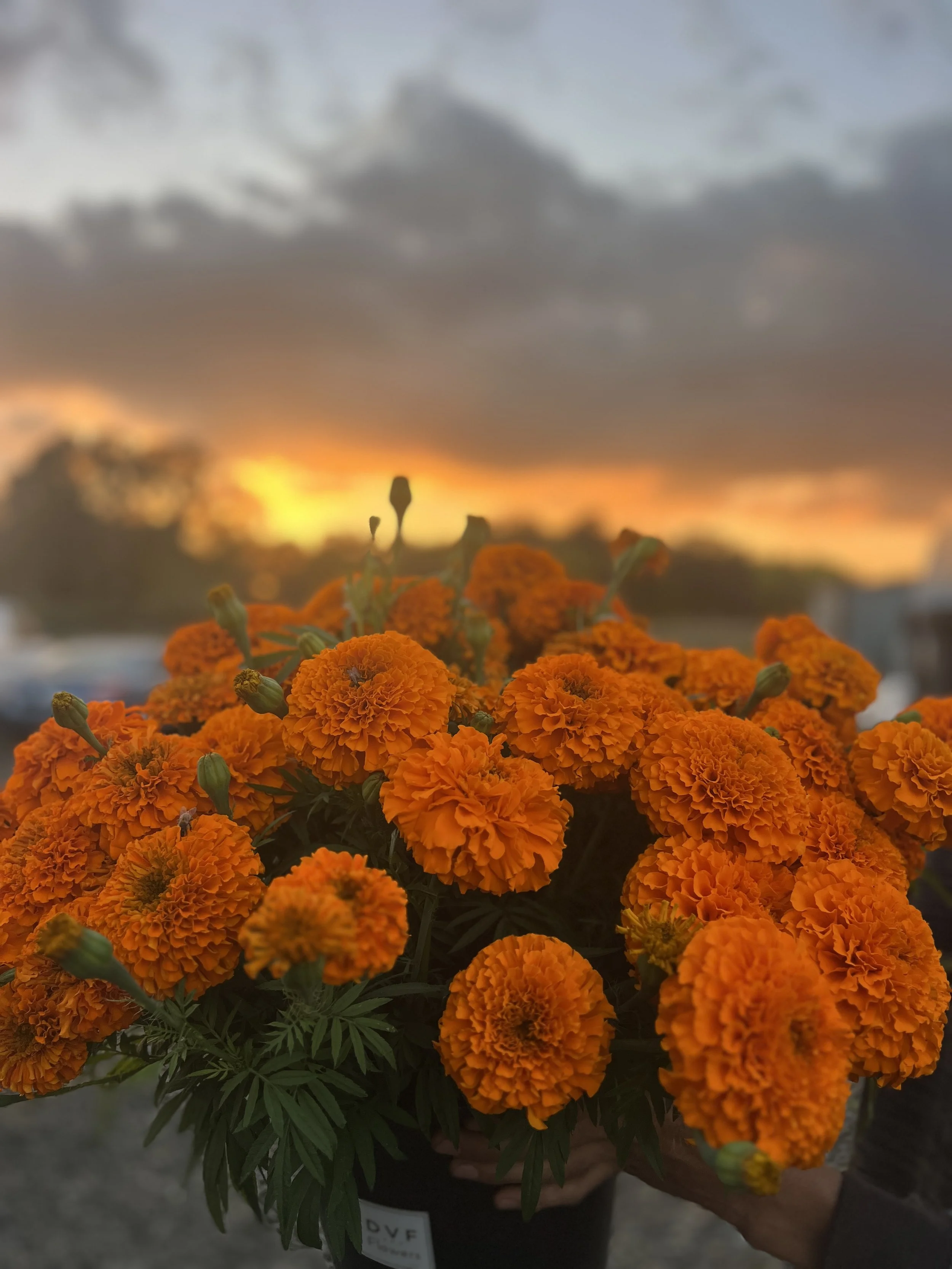 Onesimo's Flowers IMG_7283.jpg